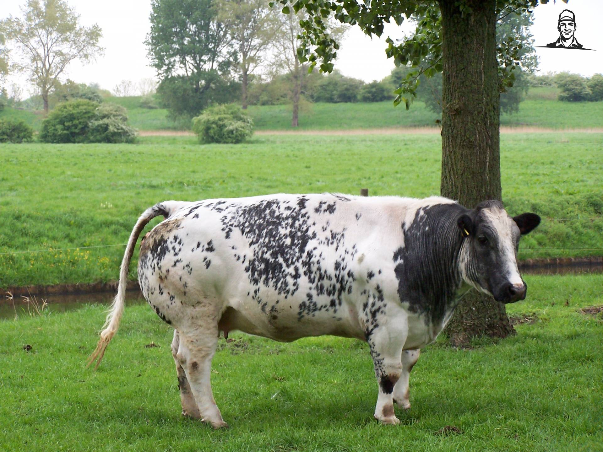 Koeien van Deutz-Power