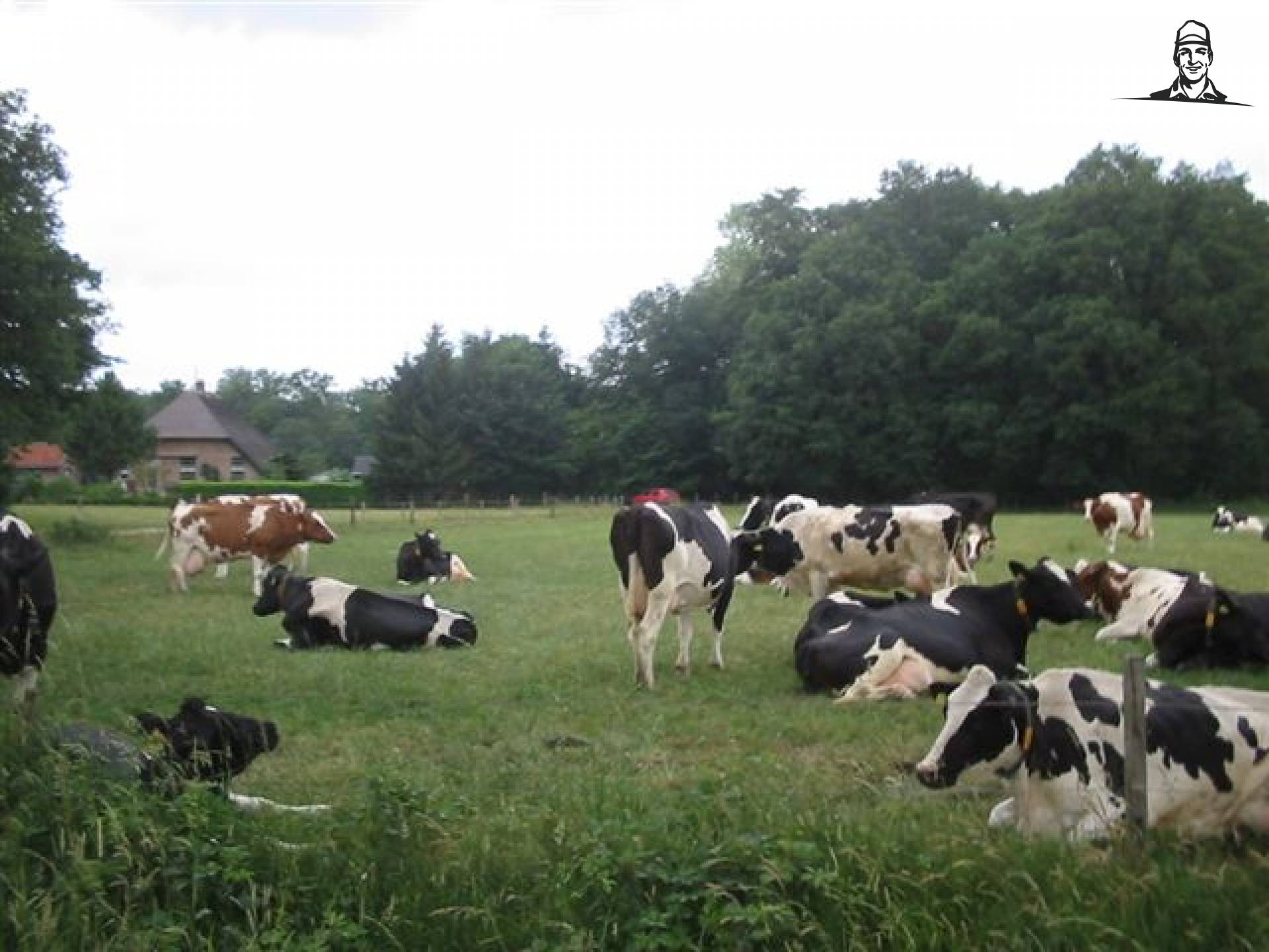 Koeien van newholland4ever