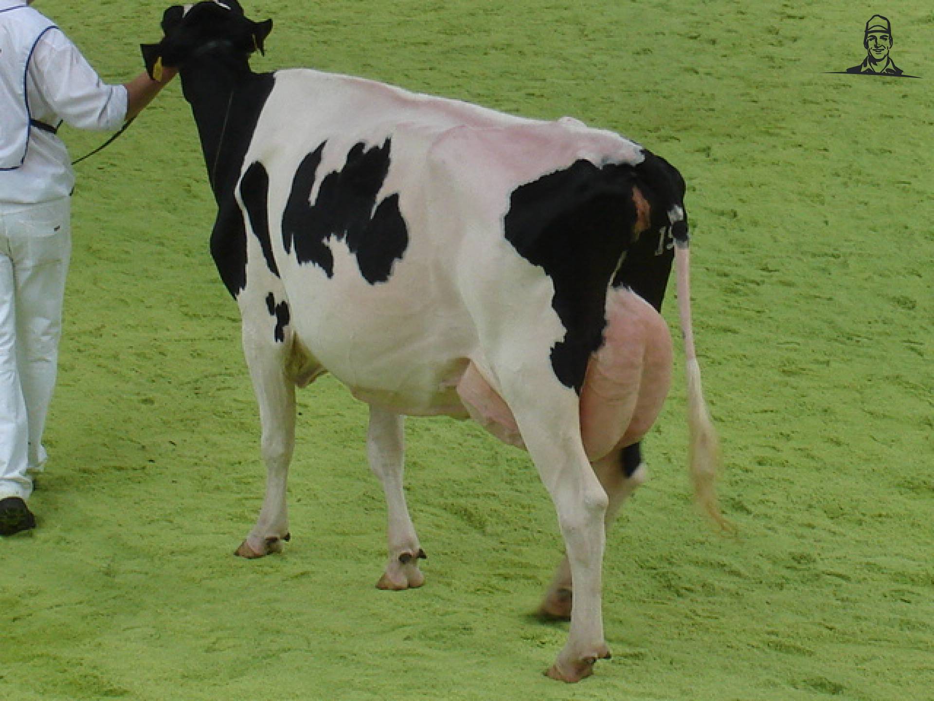 Koeien van FENDTfarmer
