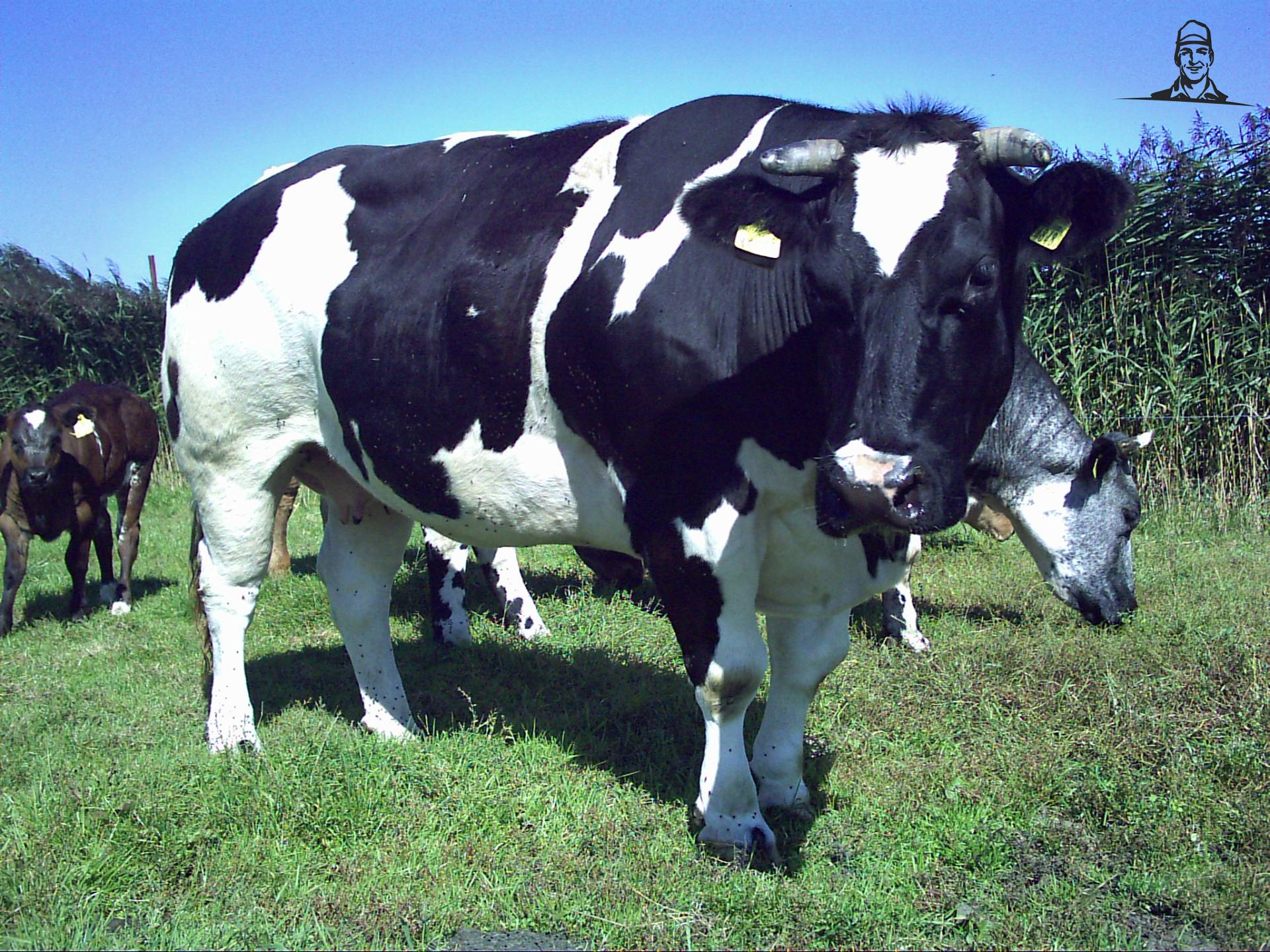 Koeien van LandiniBoer