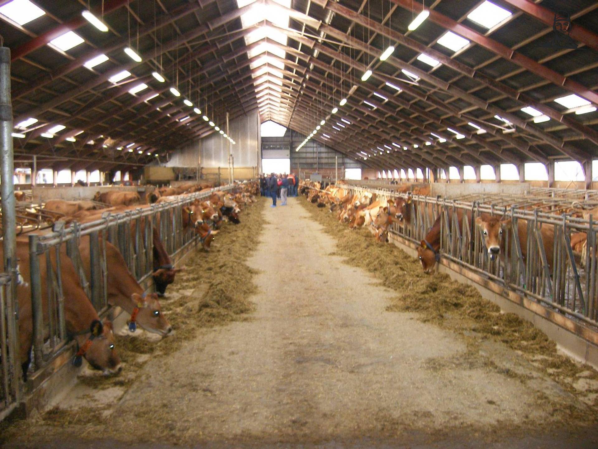 Koeien van Denhollander