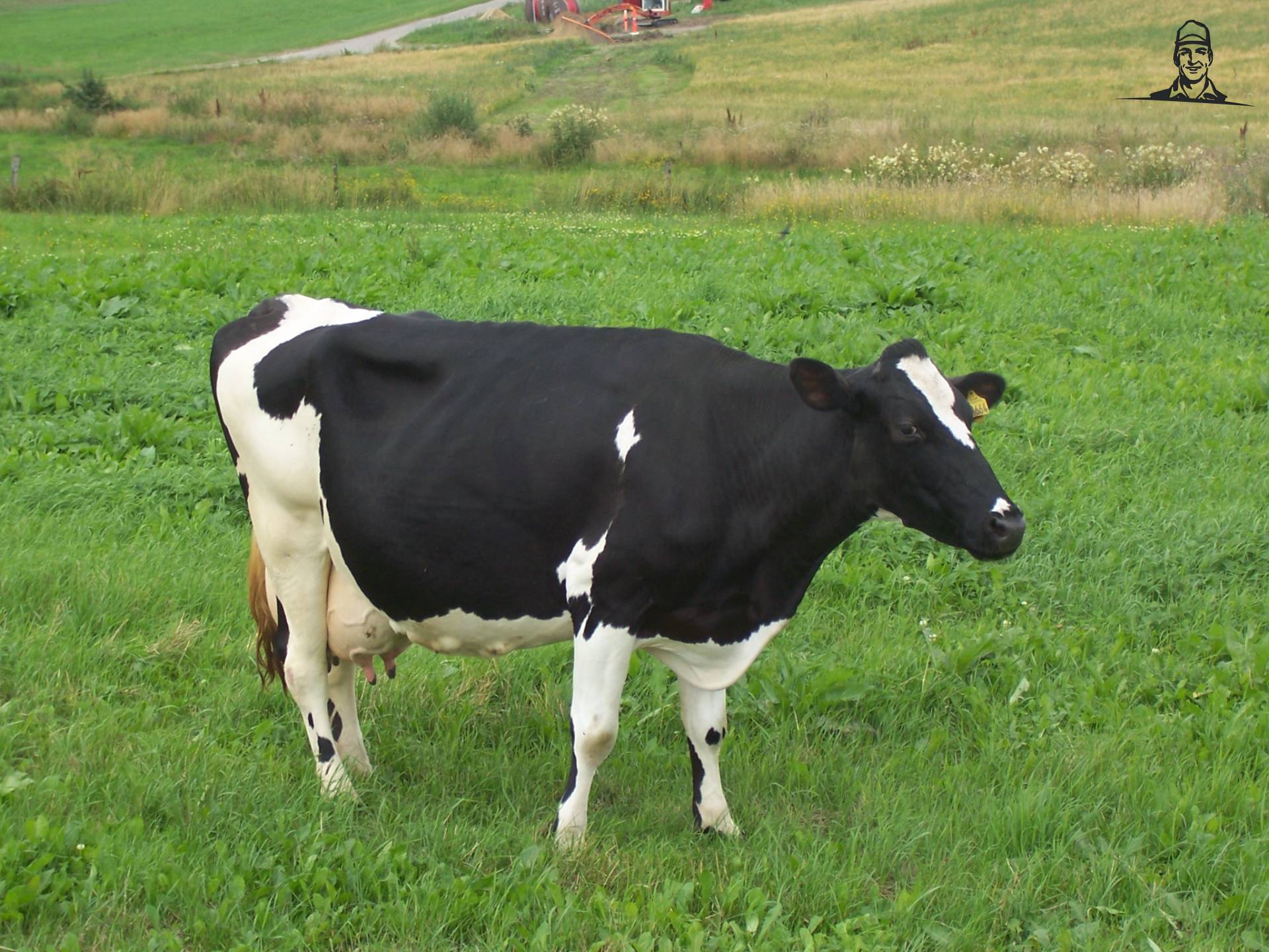 Koeien van Diesel-in-Fendt