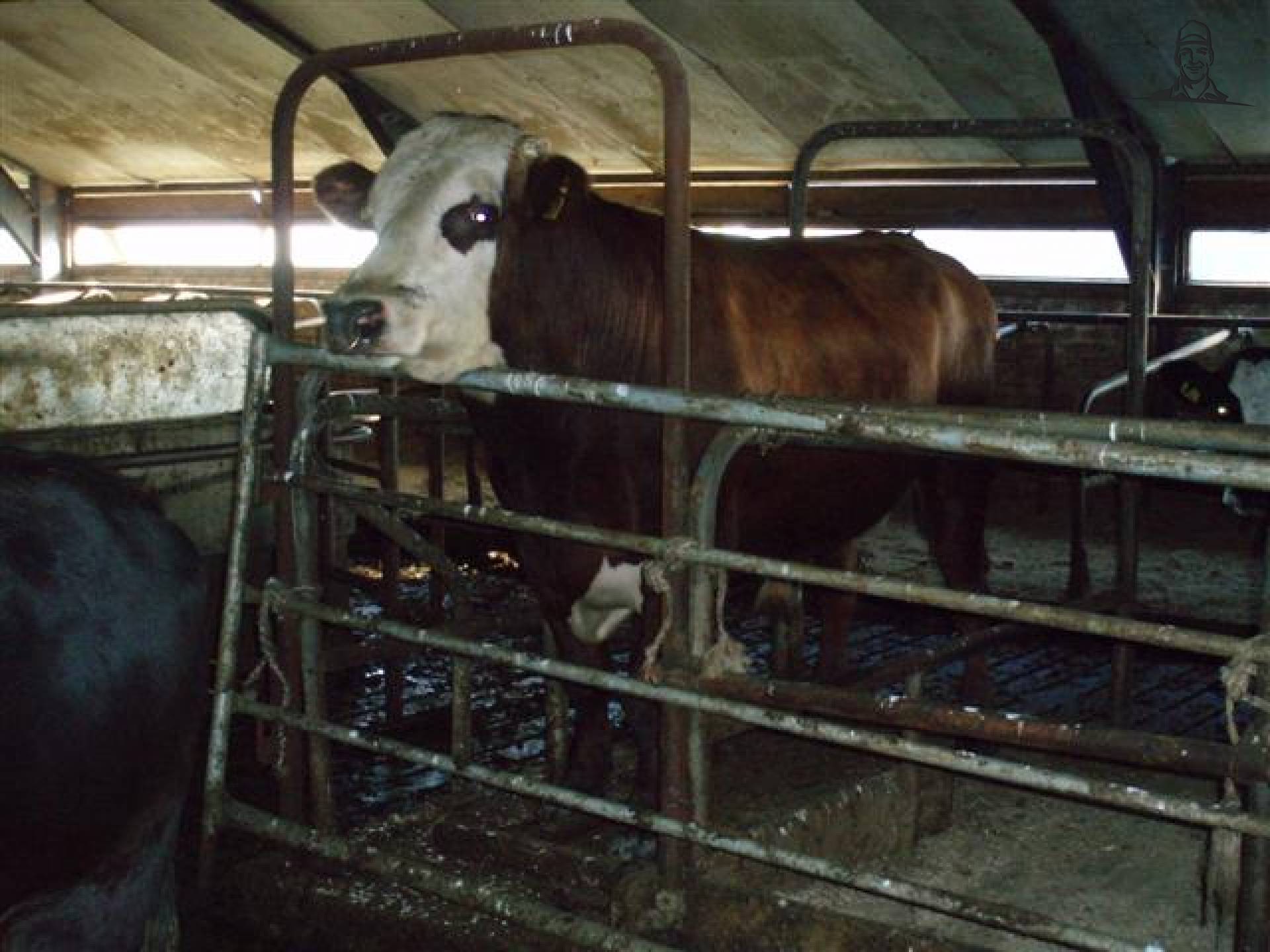 Koeien van MF5465