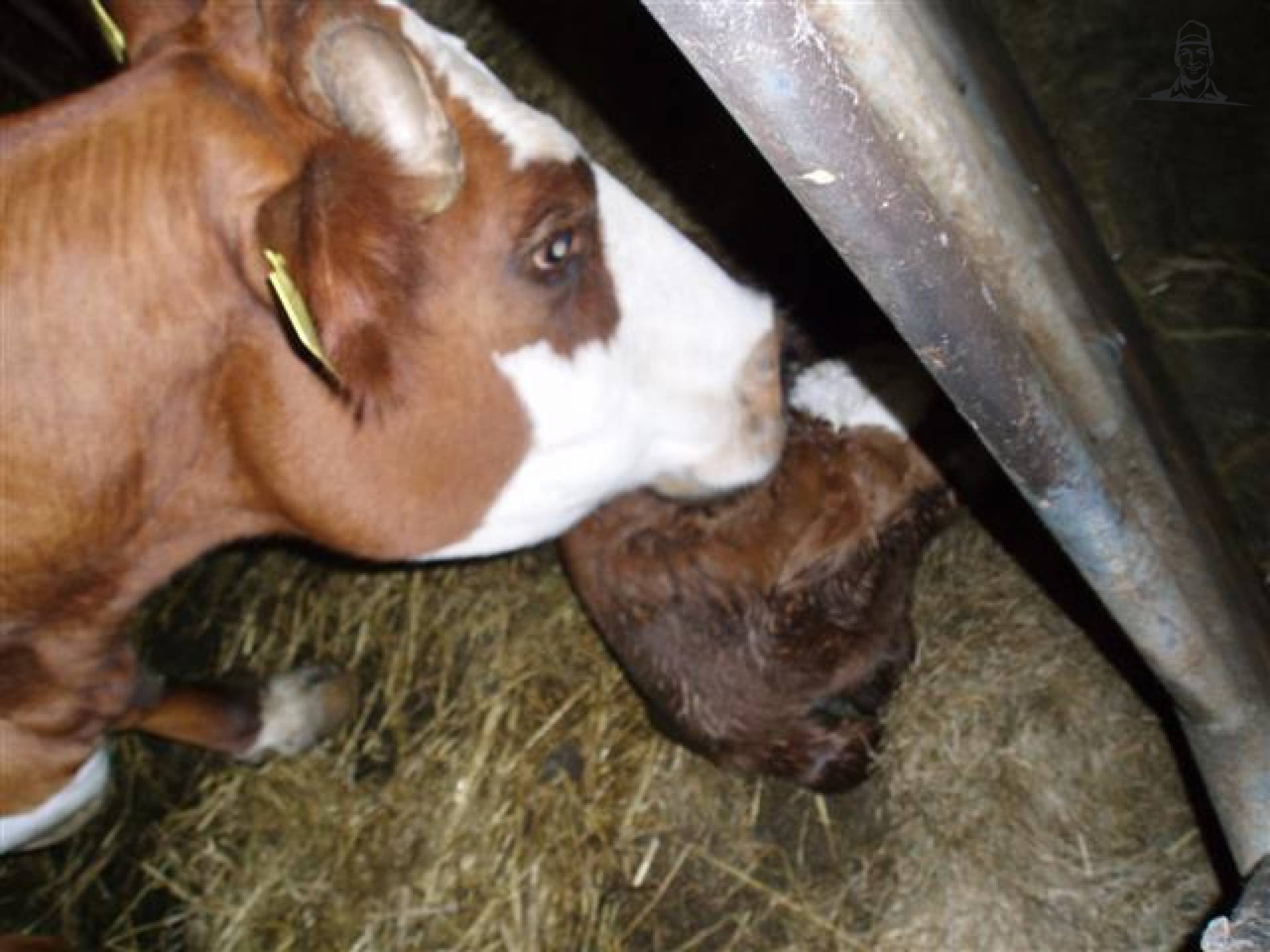 Dierverzorging van MF5465