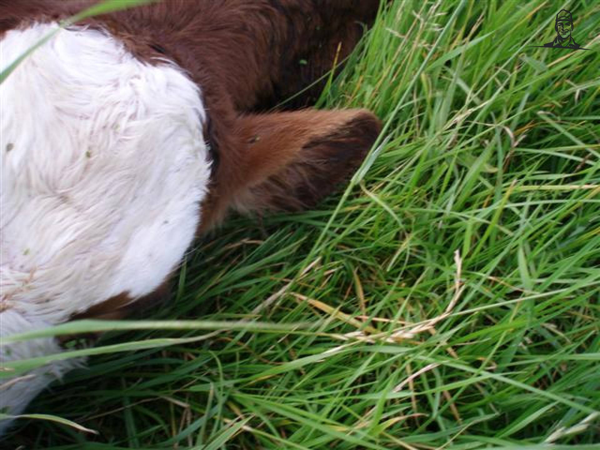 Dierverzorging van MF5465