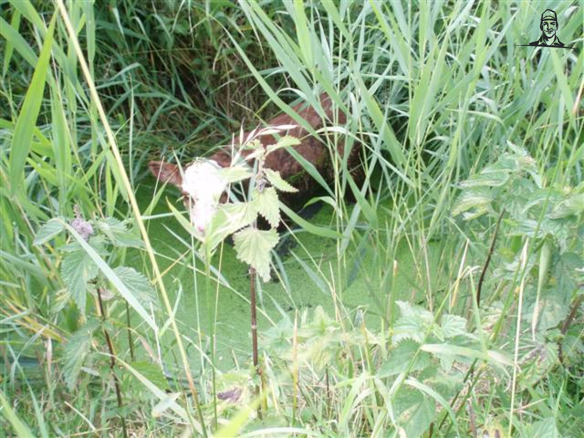 Dierverzorging van MF5465