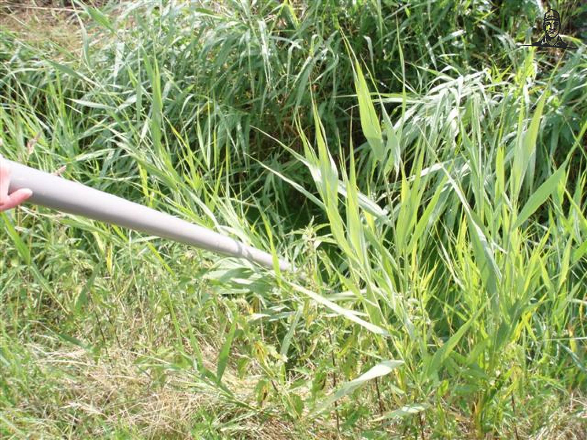 Dierverzorging van MF5465