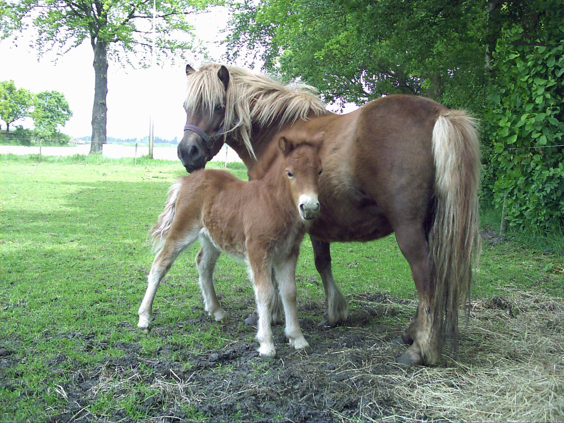 Pony's van LandiniBoer