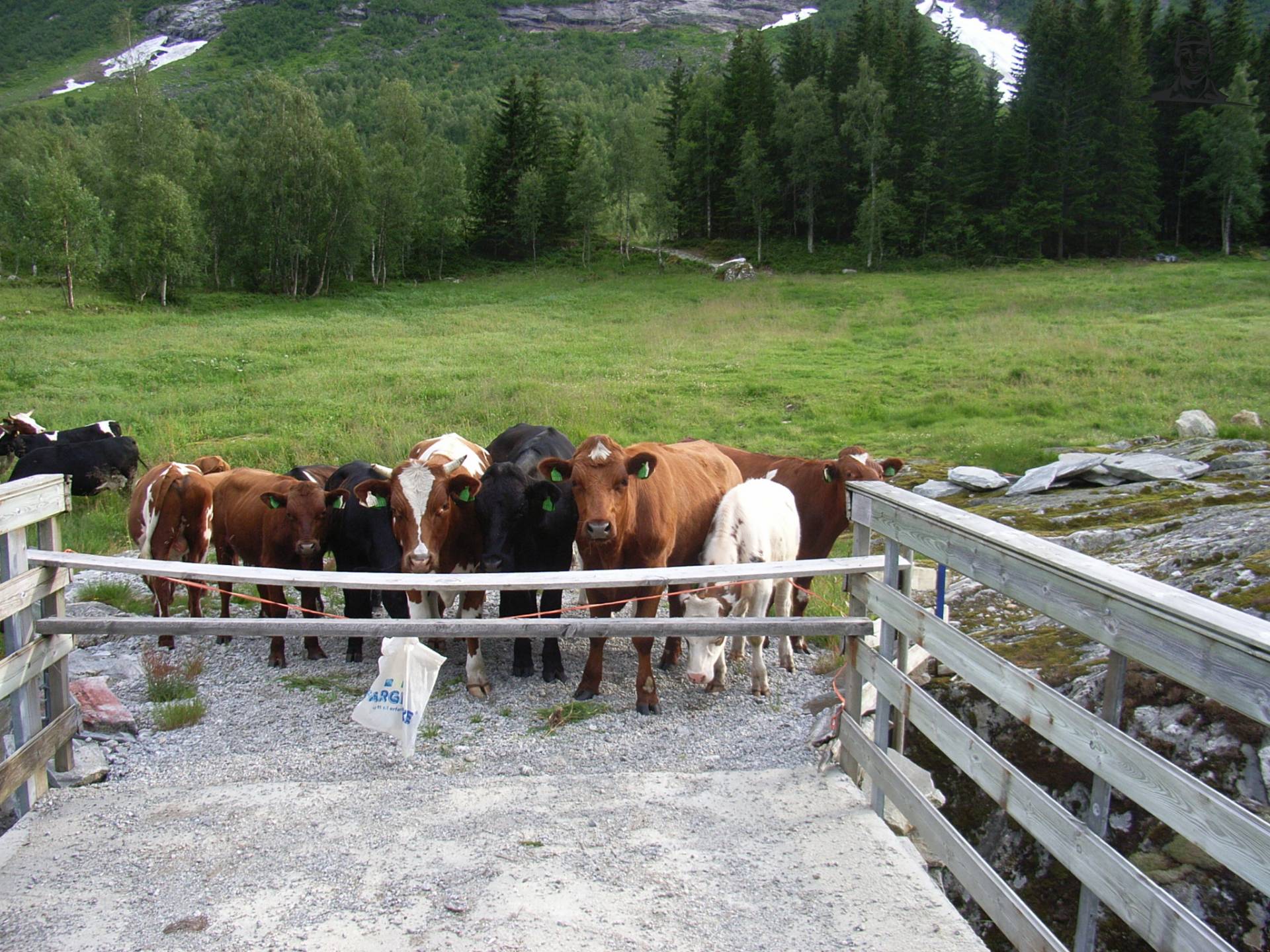 Koeien van janrus