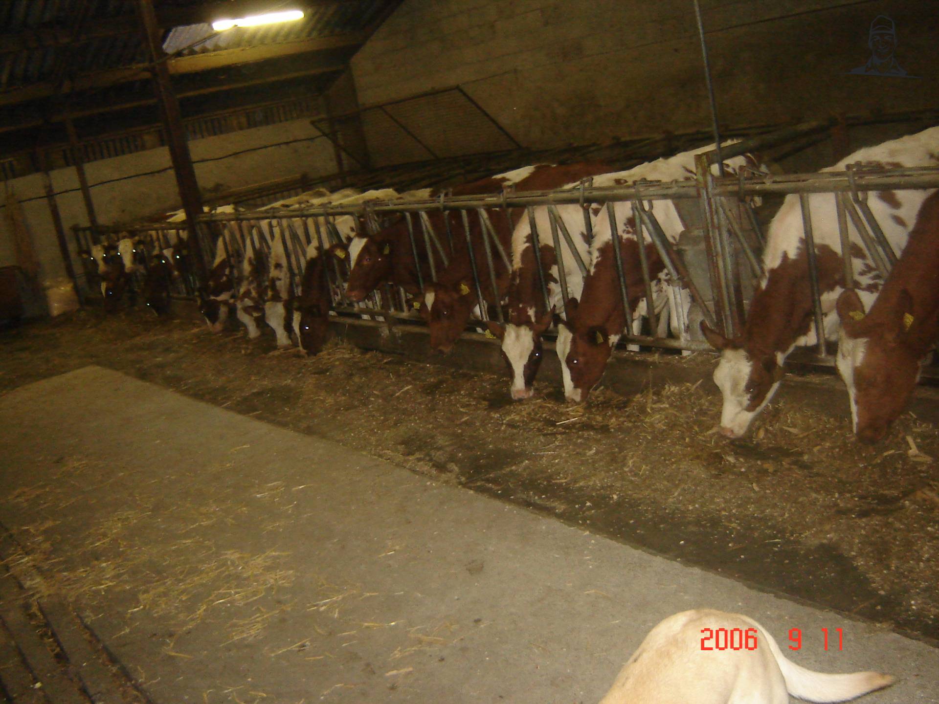 Koeien van tvt145