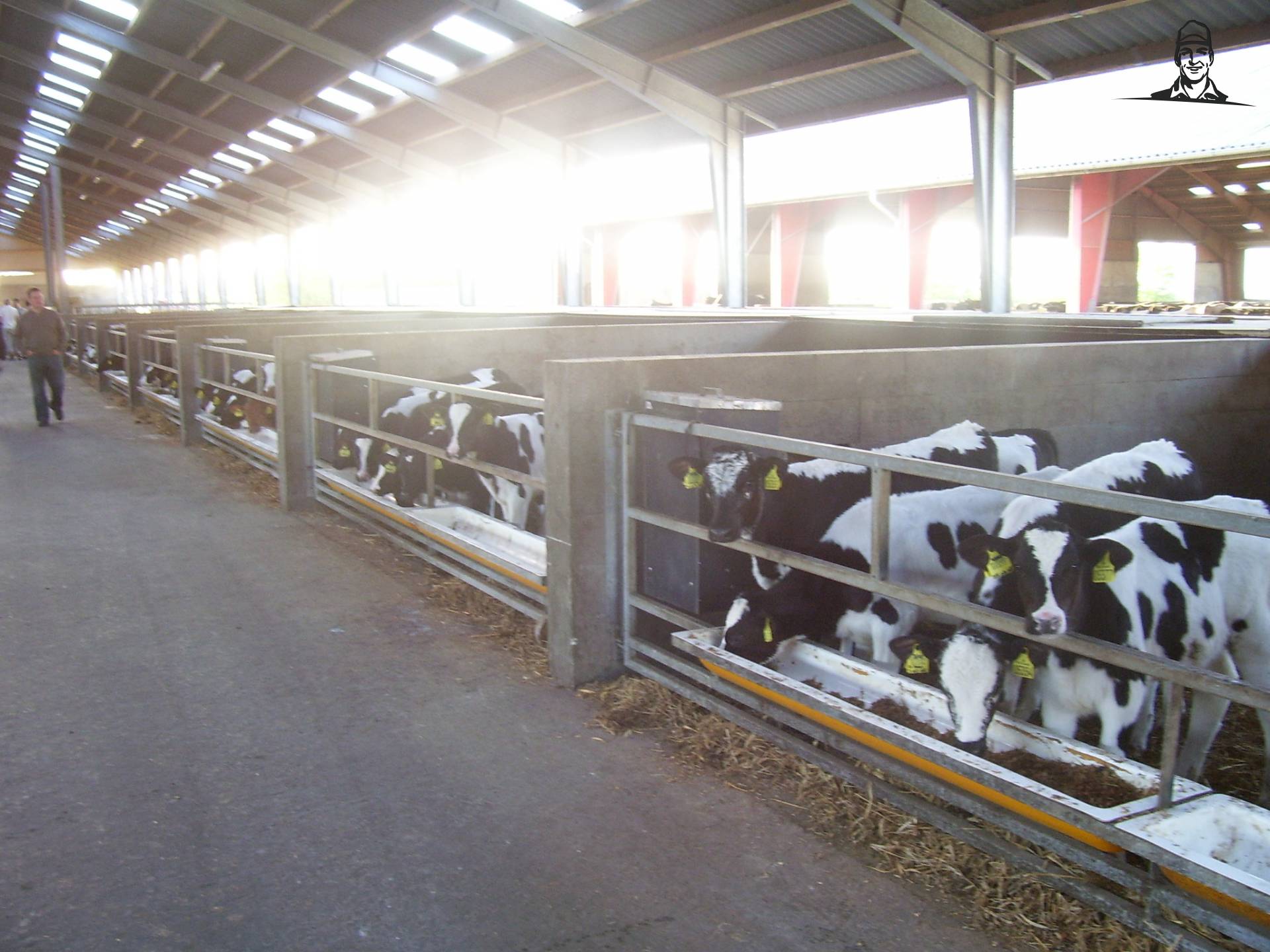 Koeien van Diesel-in-Fendt