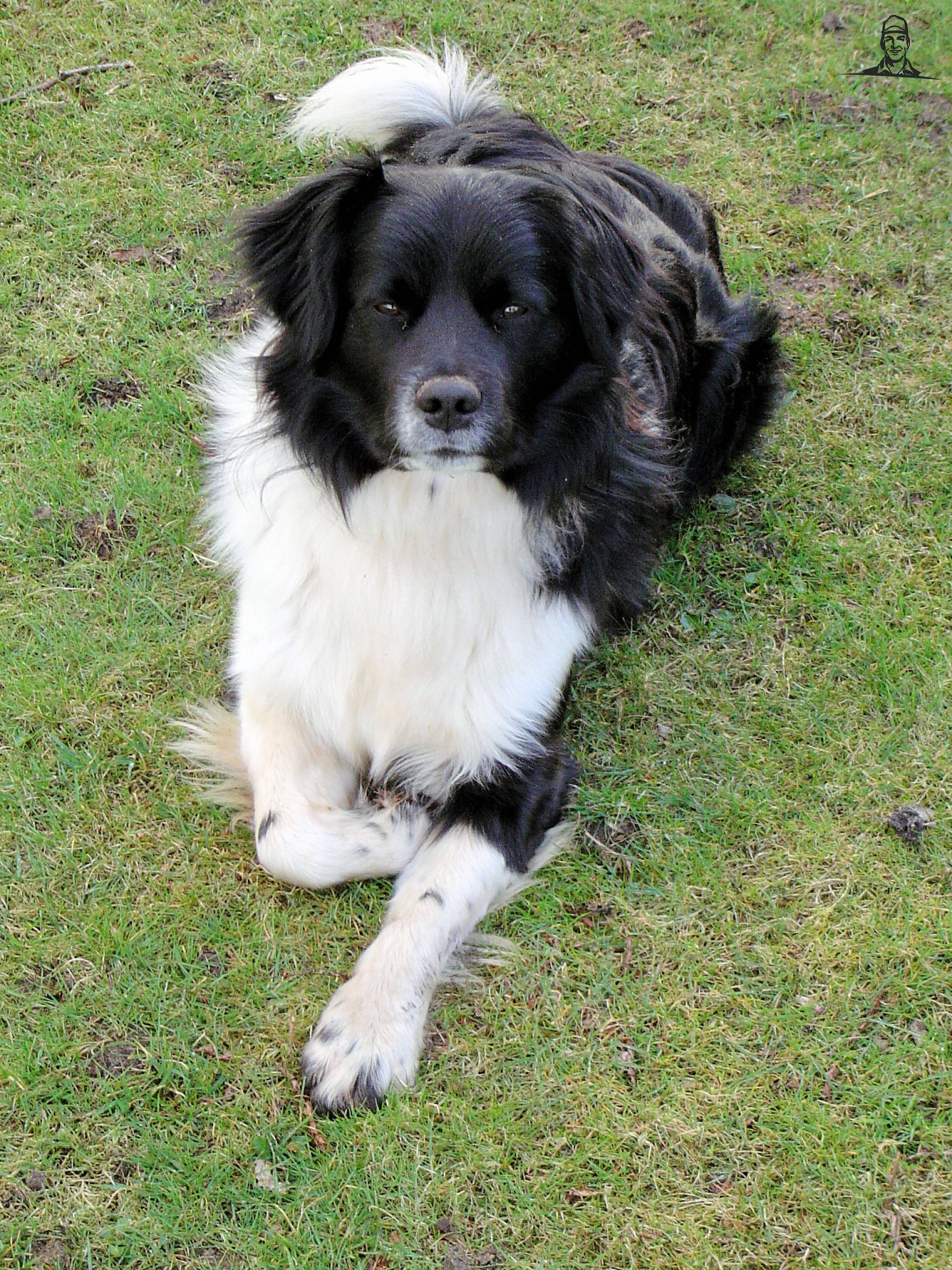 honden van tseard6600