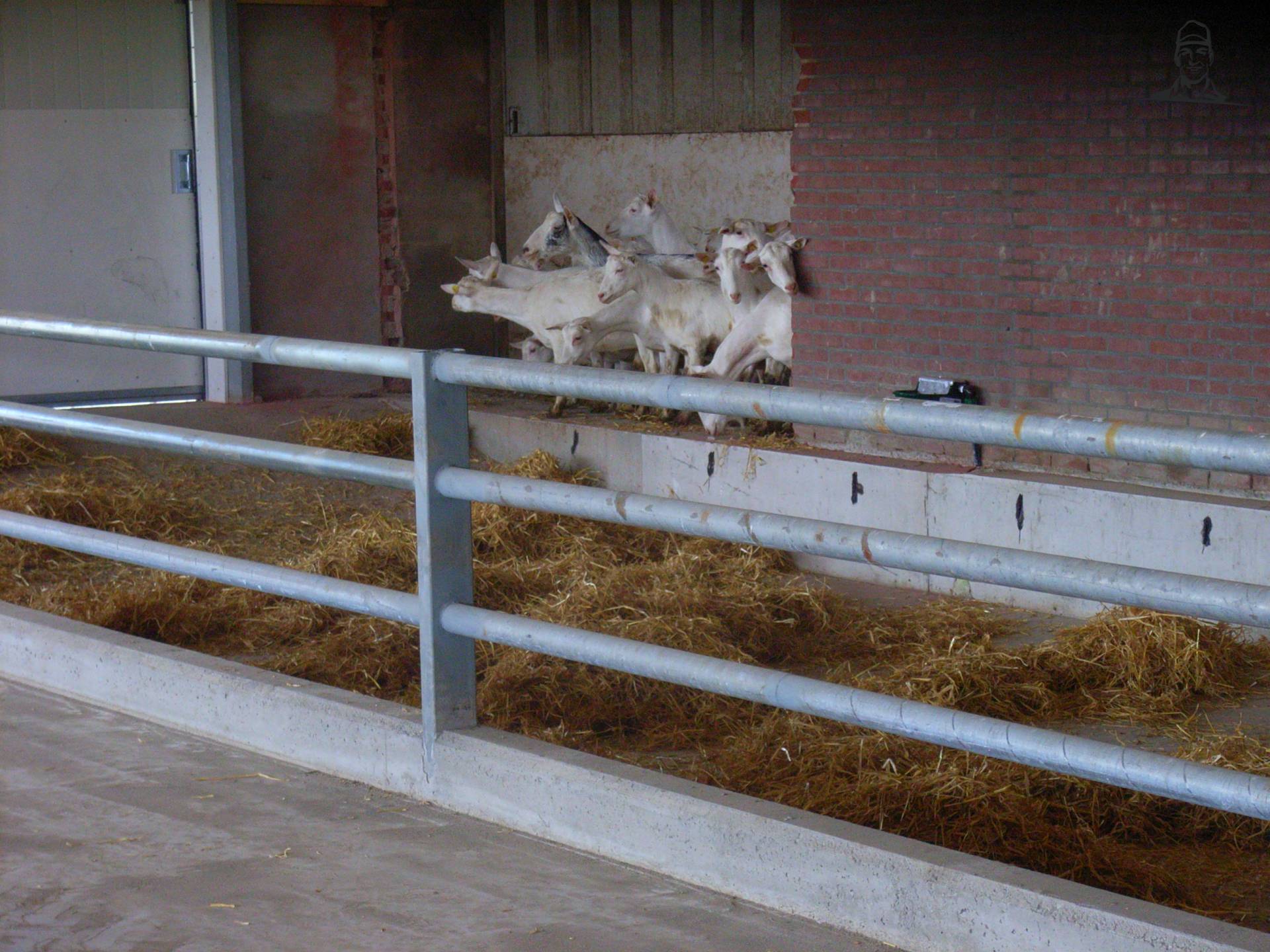 geiten de nieuwe stal in van MARK VARIO TMS