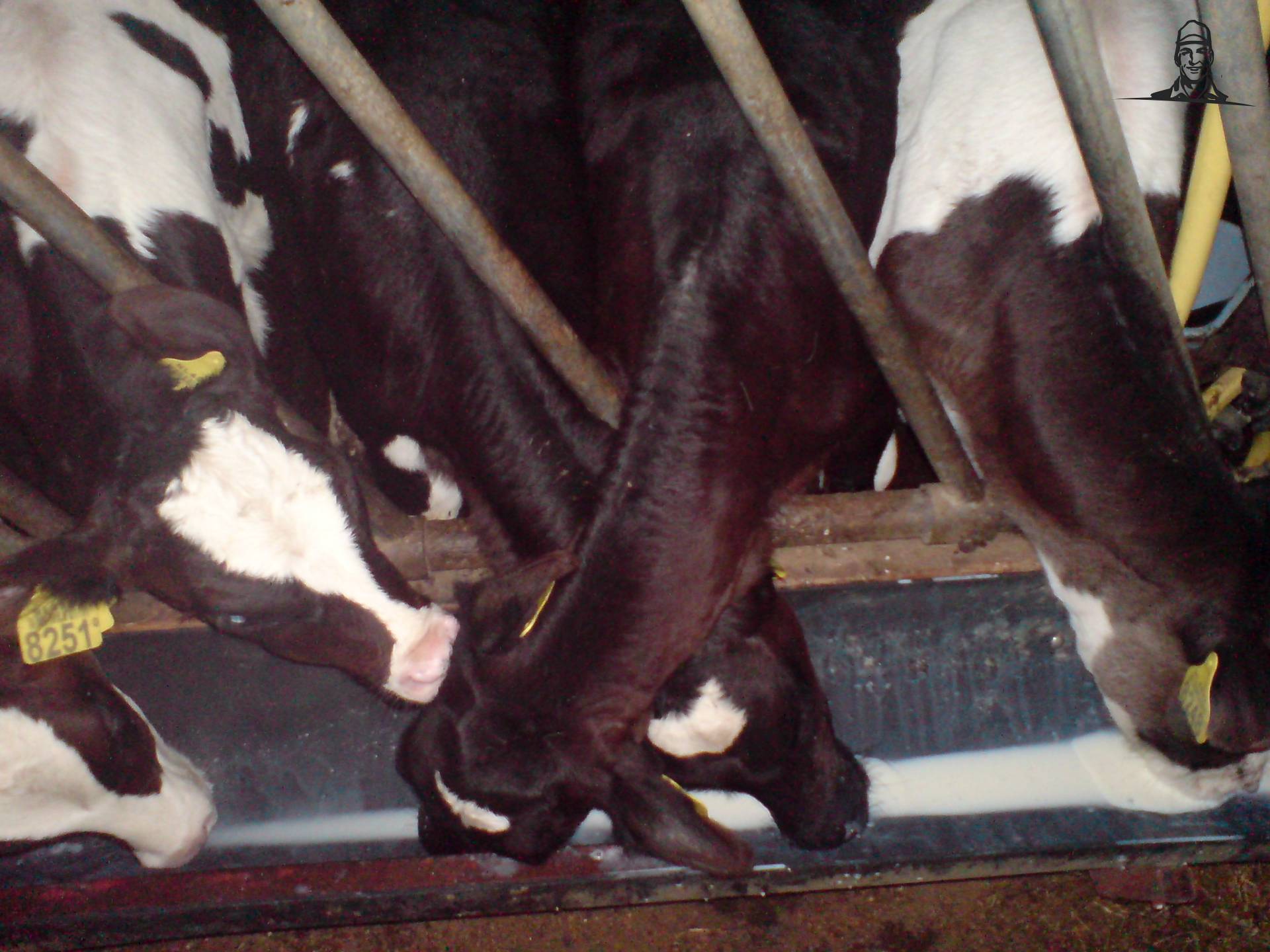 kalvjes melk geven van johankasper