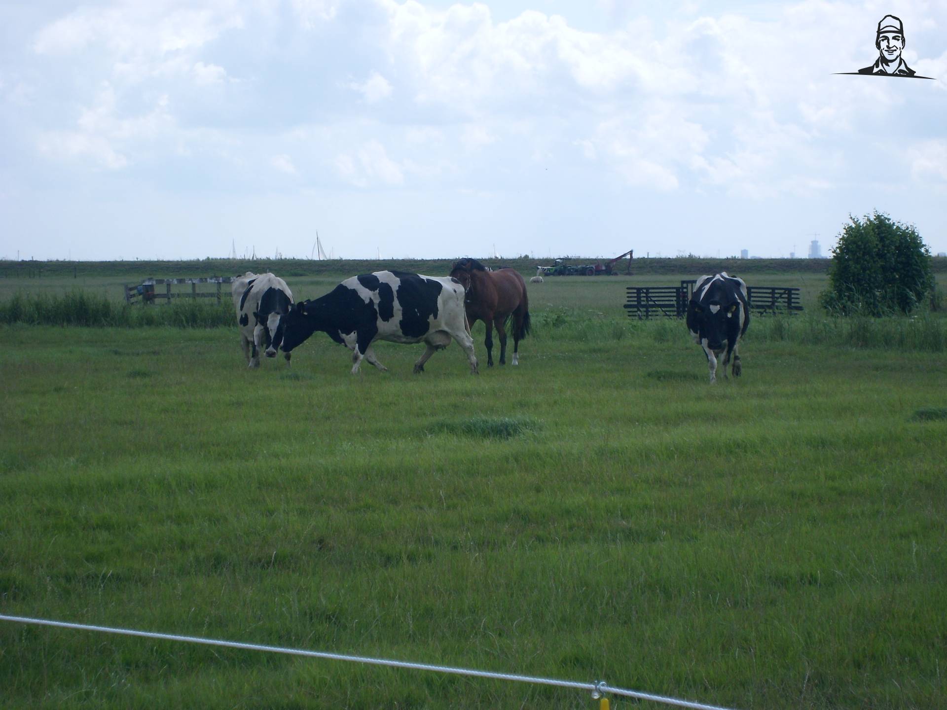 koeien van ih744-s