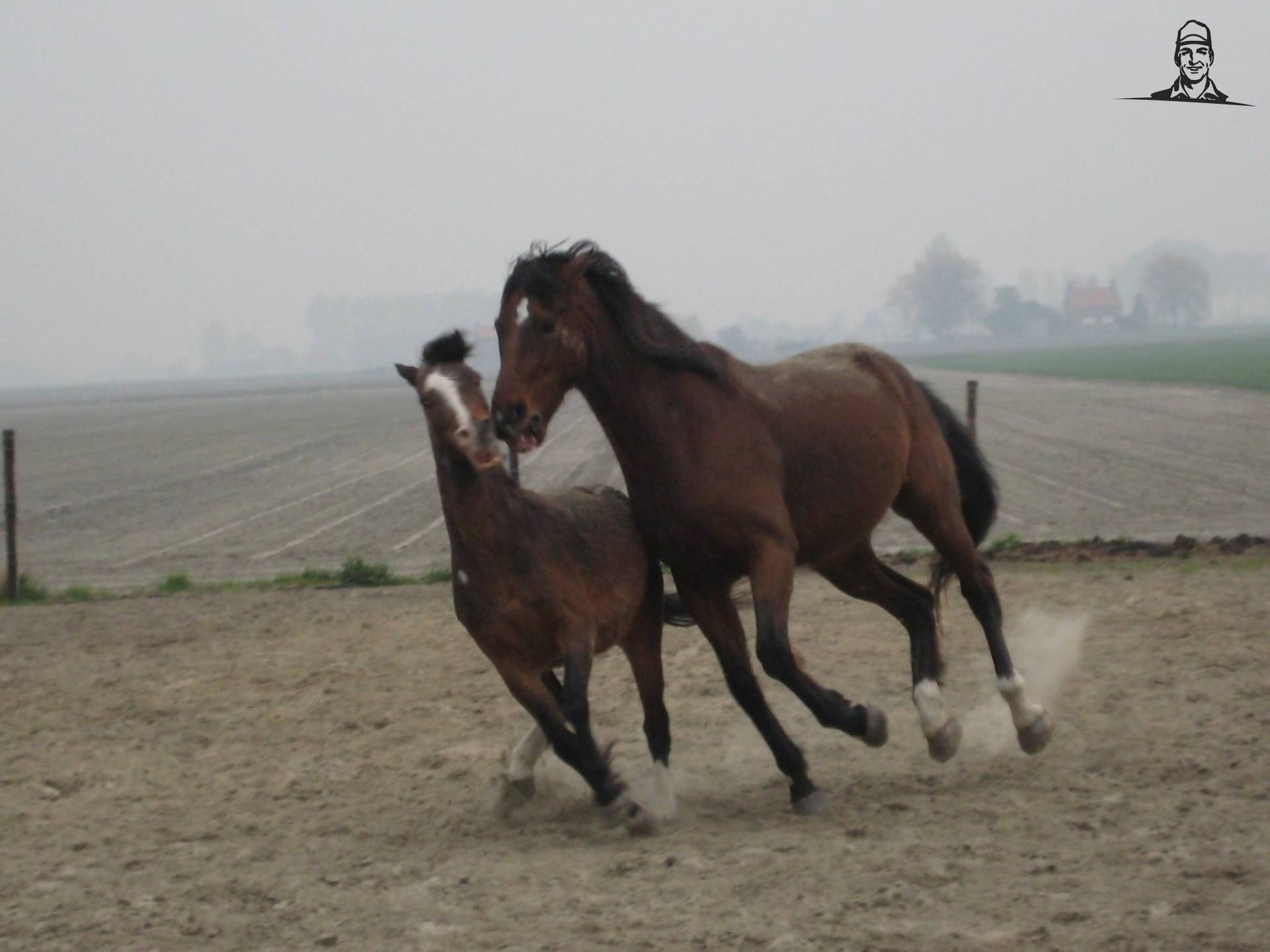 spelende paarden van alfredo