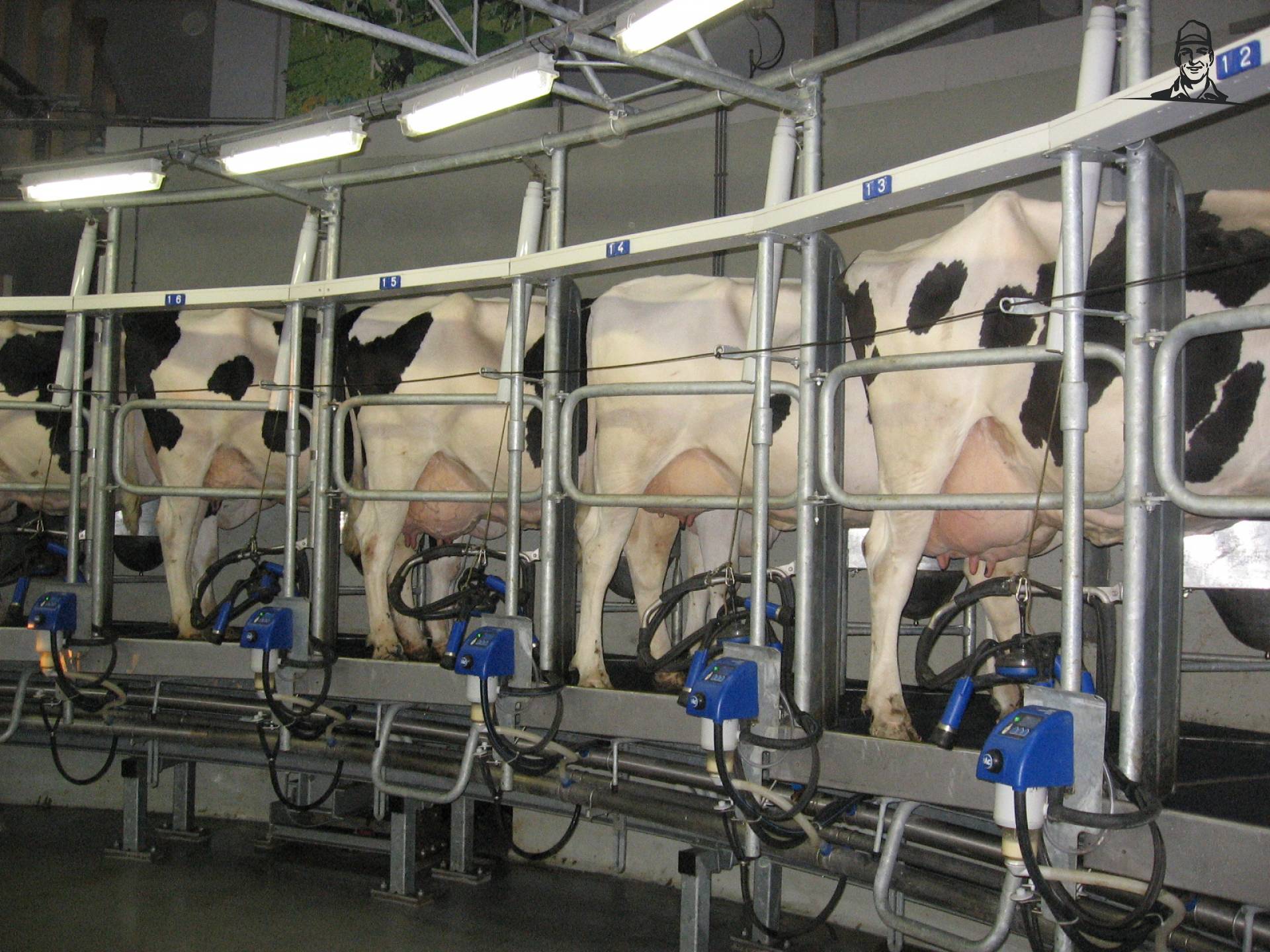 Koeien in de melkstal van frankie11