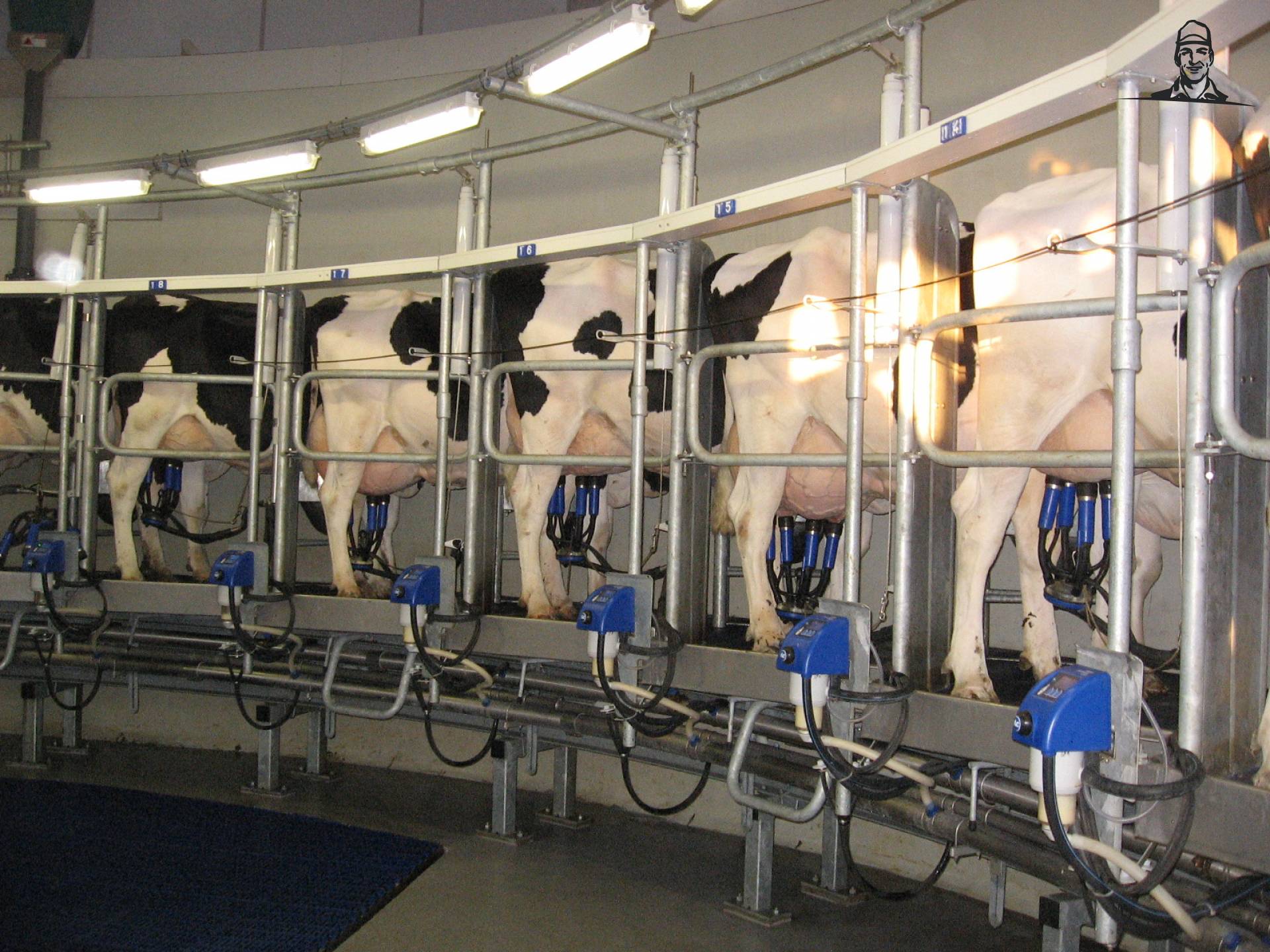 Koeien in de melkstal van frankie11