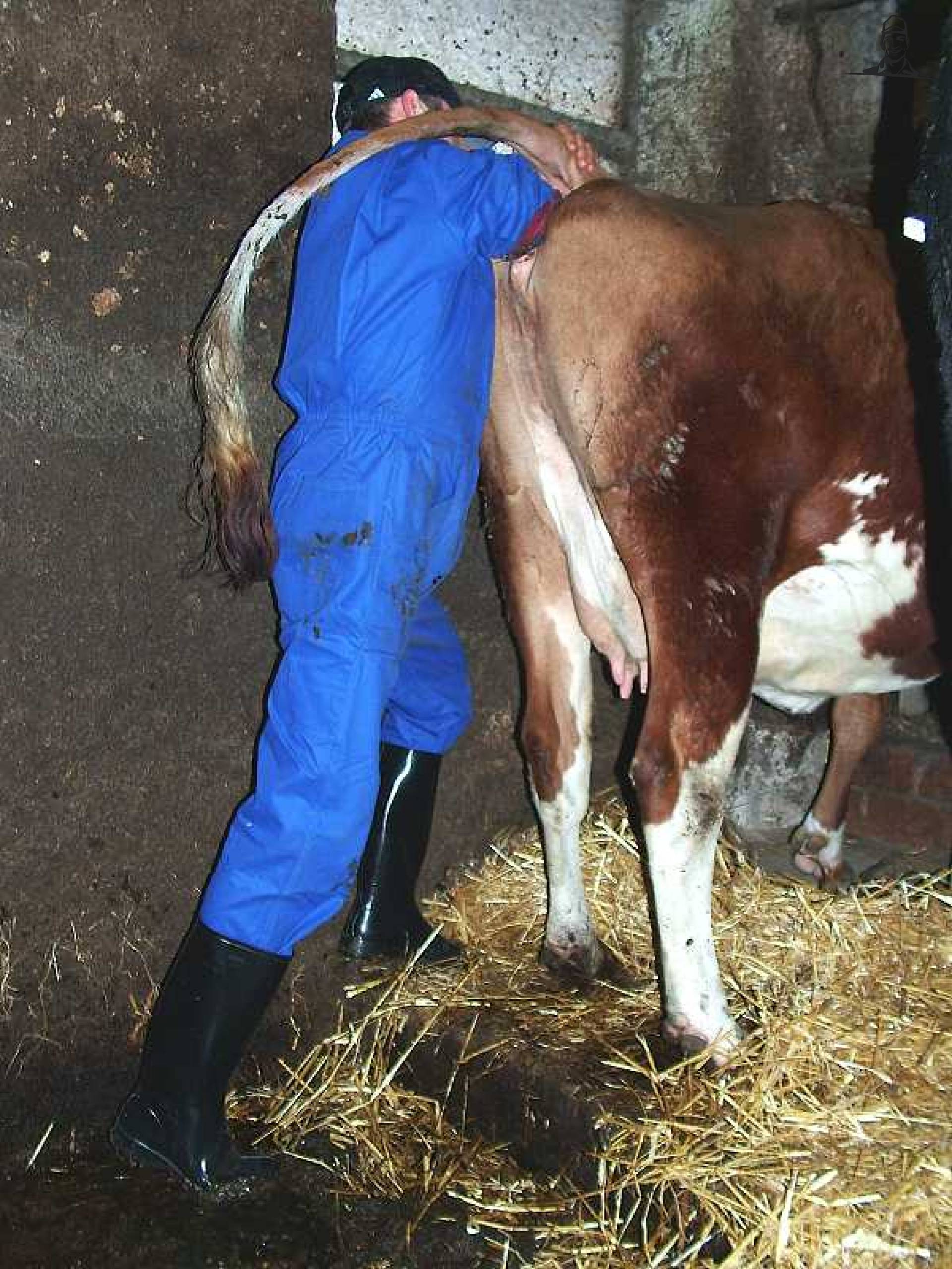 Inseminatie van melkveehouder
