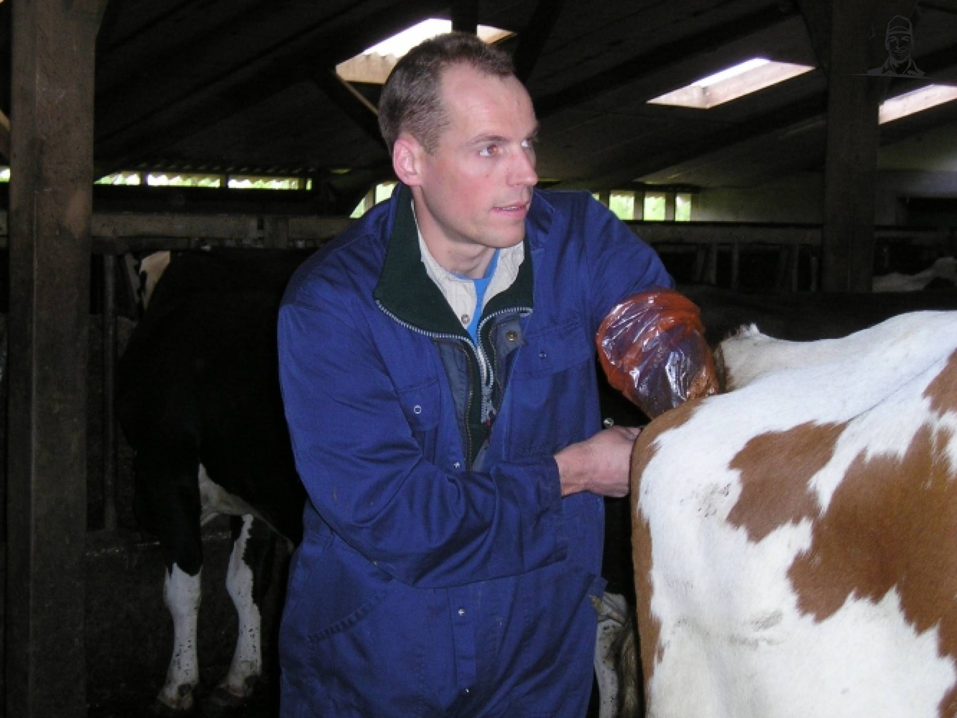 Kunstmatige Inseminatie van melkveehouder