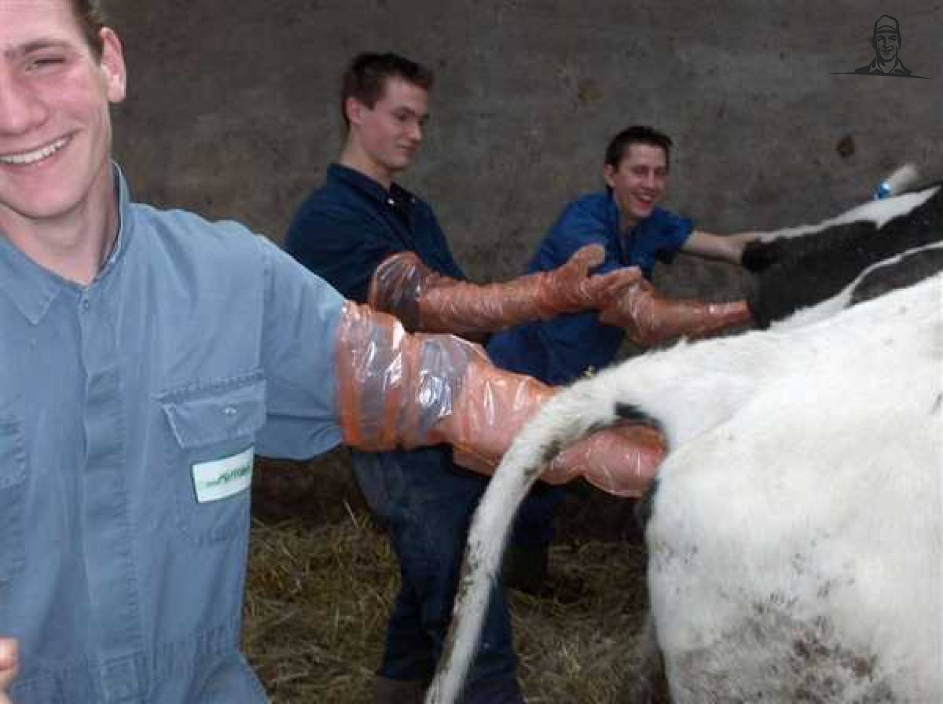 Kunstmatige Inseminatie van melkveehouder