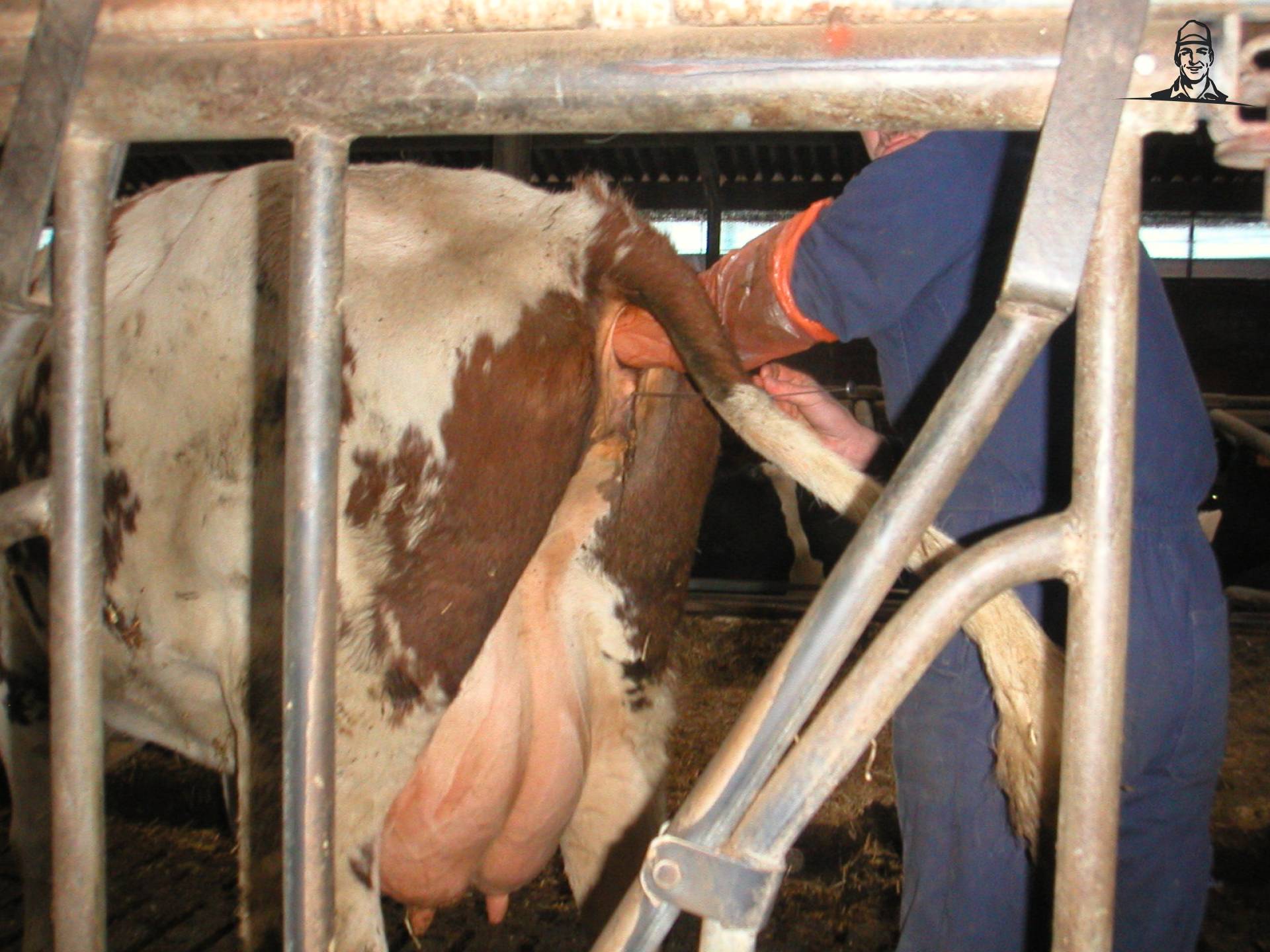 Kunstmatige Inseminatie van melkveehouder