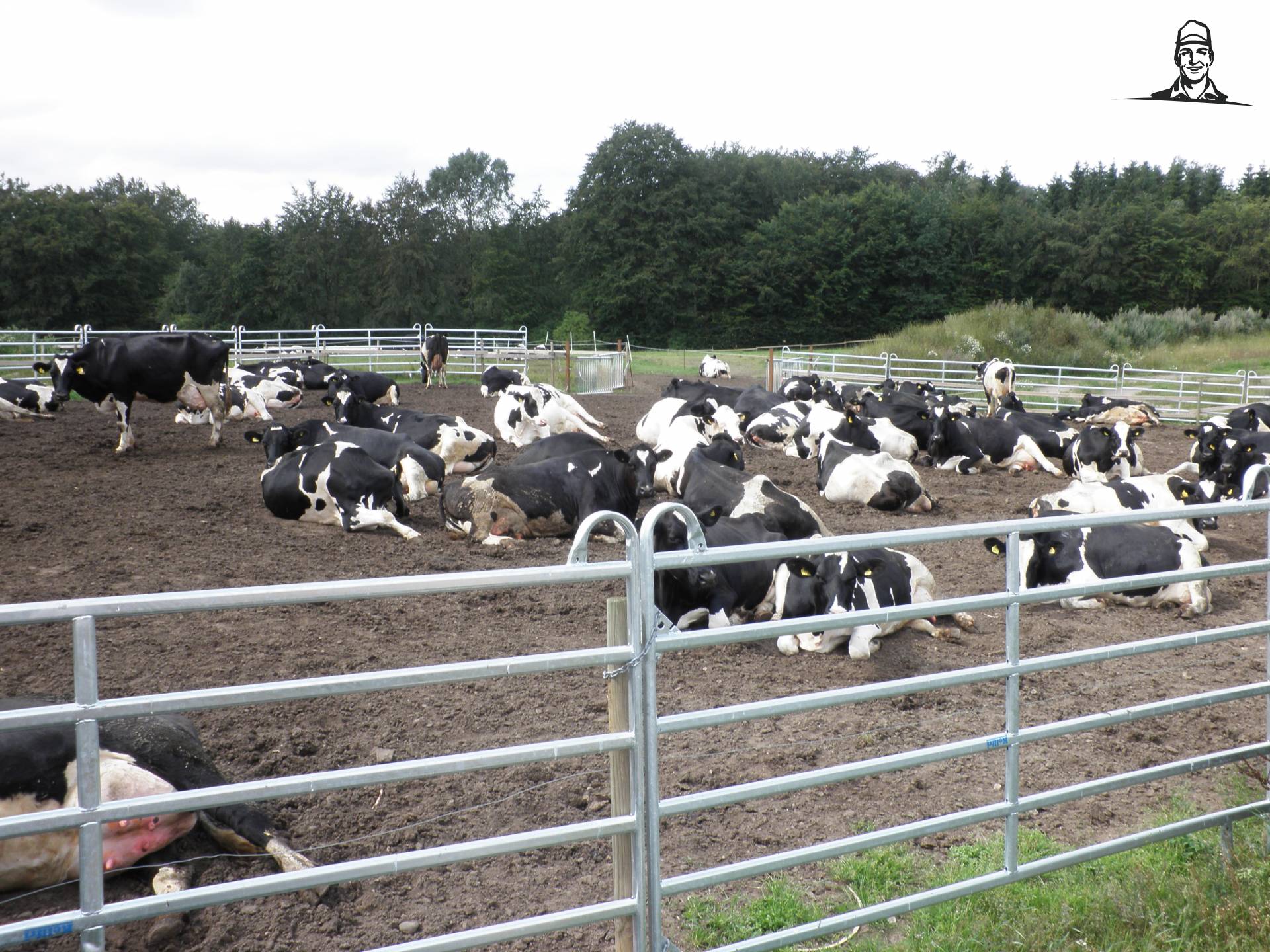 koeien liggen mooi buiten, te genieten van JD BORN 2 FARM