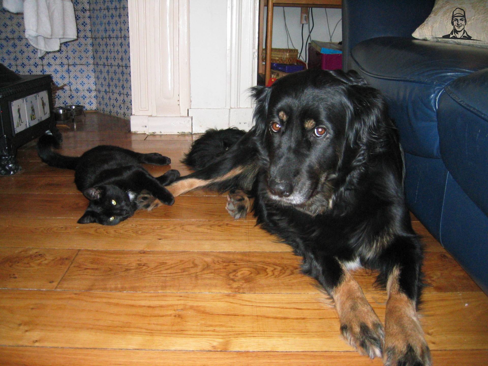 ons hond en kat van ih744-s