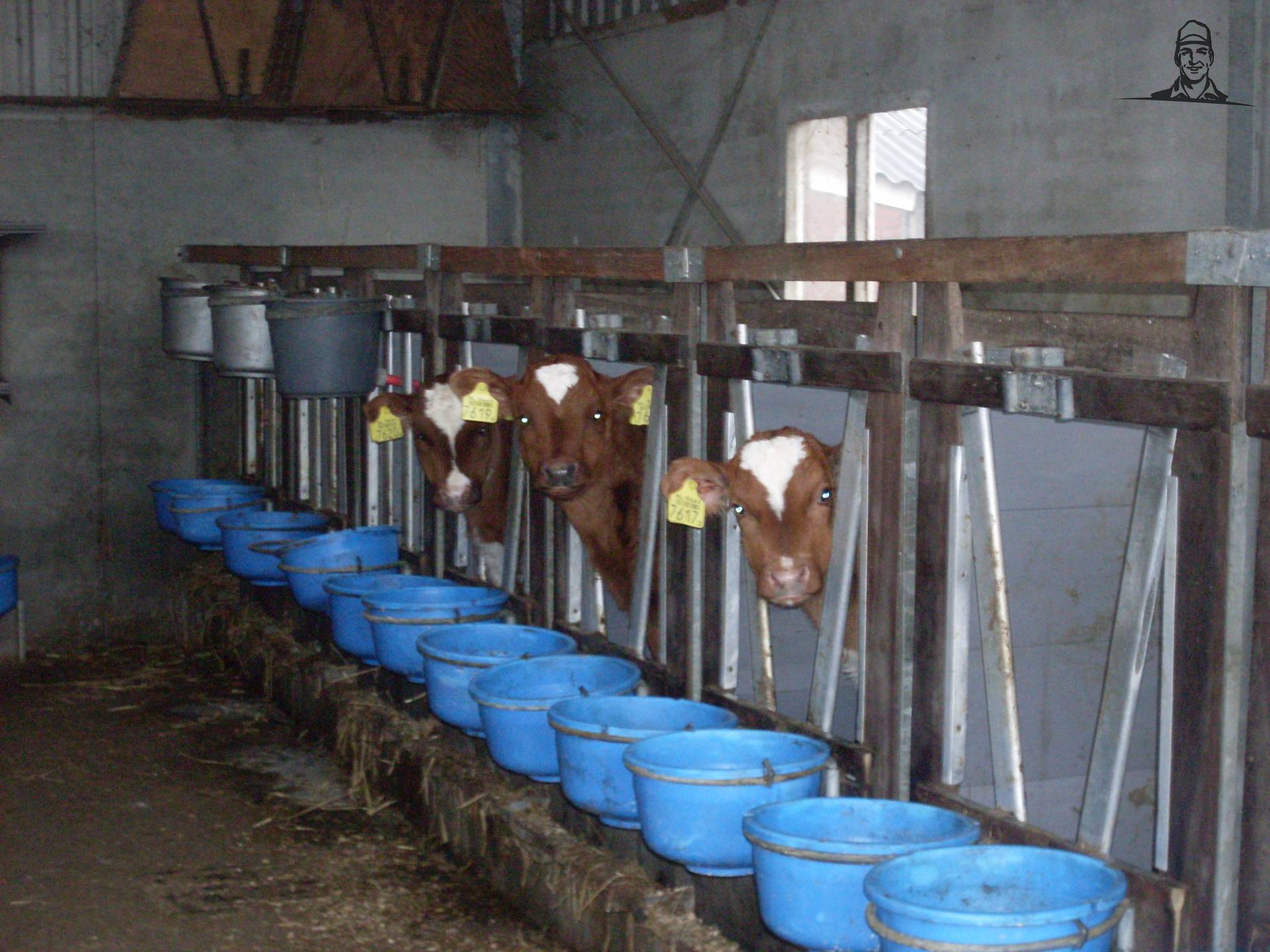 kalfjes van fendtpower123