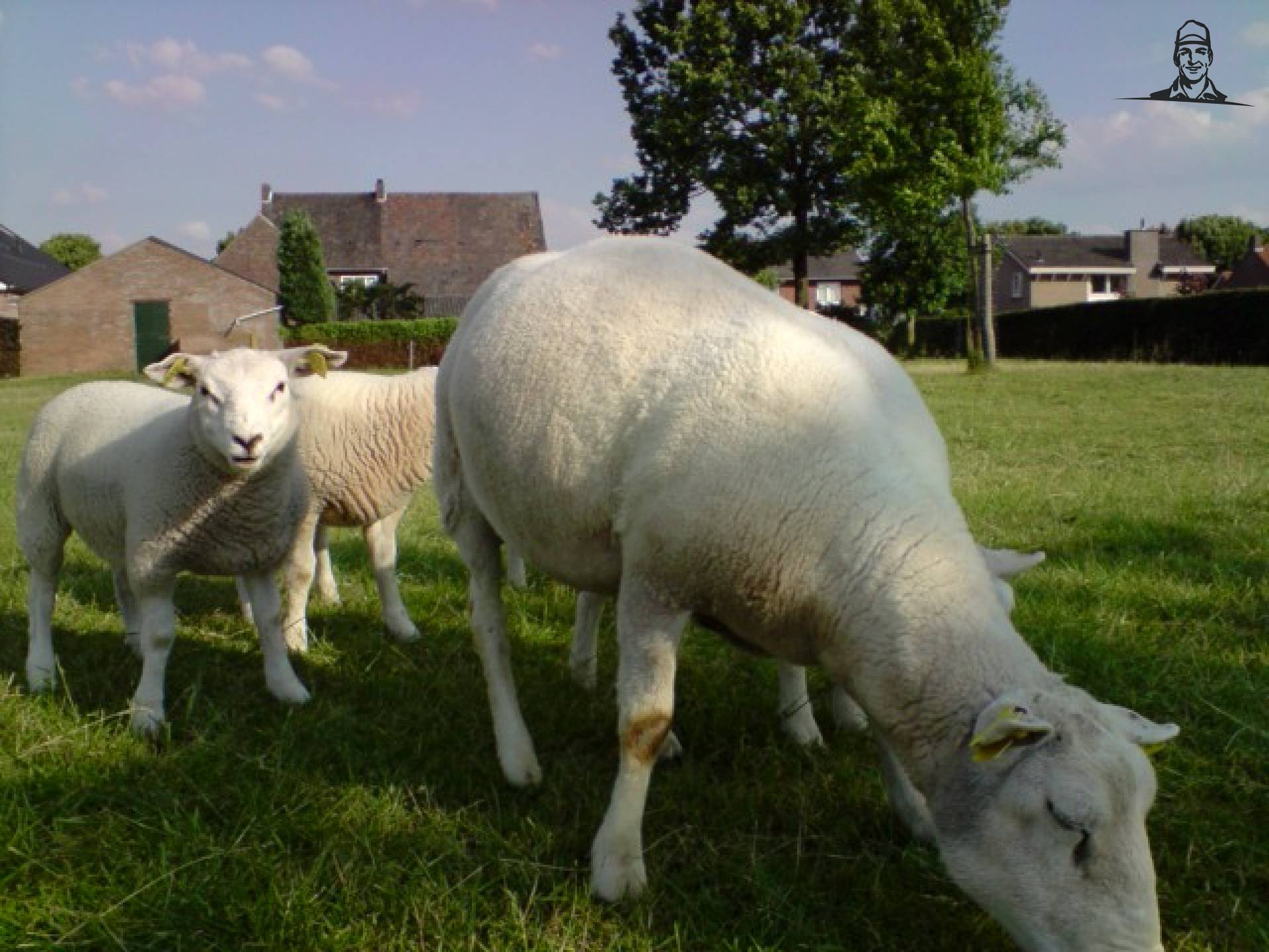 schapen van roy-fendt