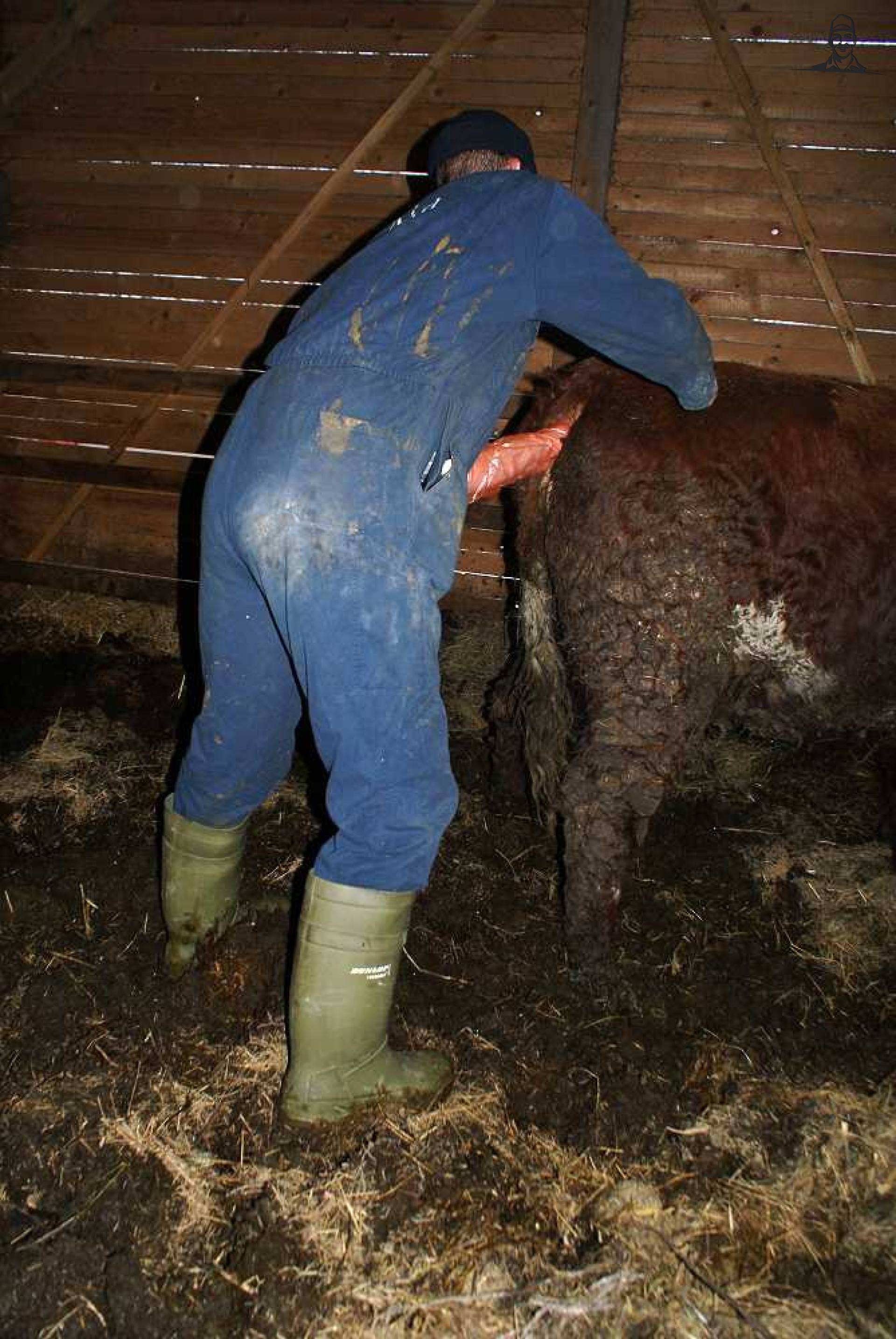 Opvoelen van melkveehouder