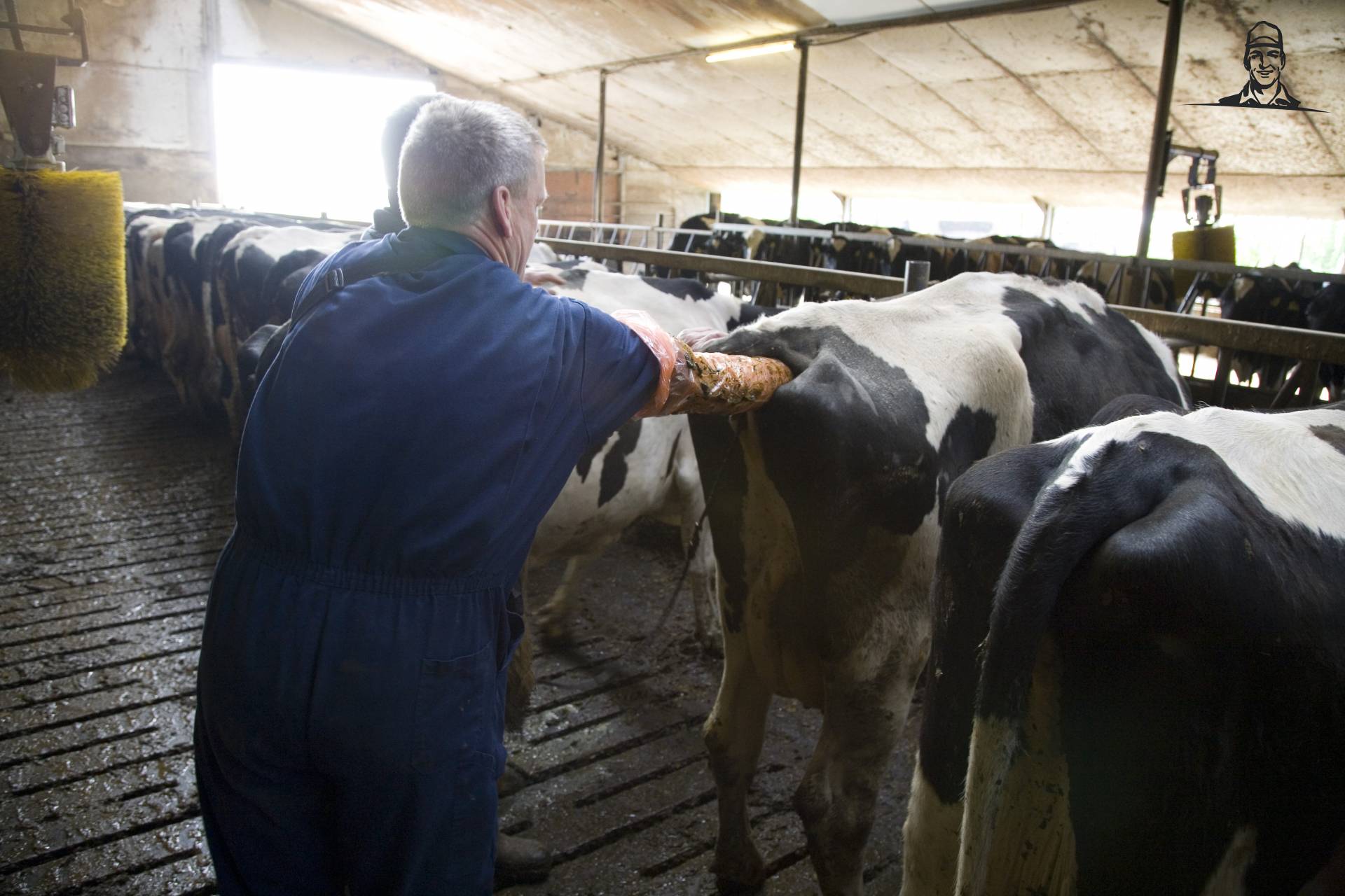 ki van melkveehouder