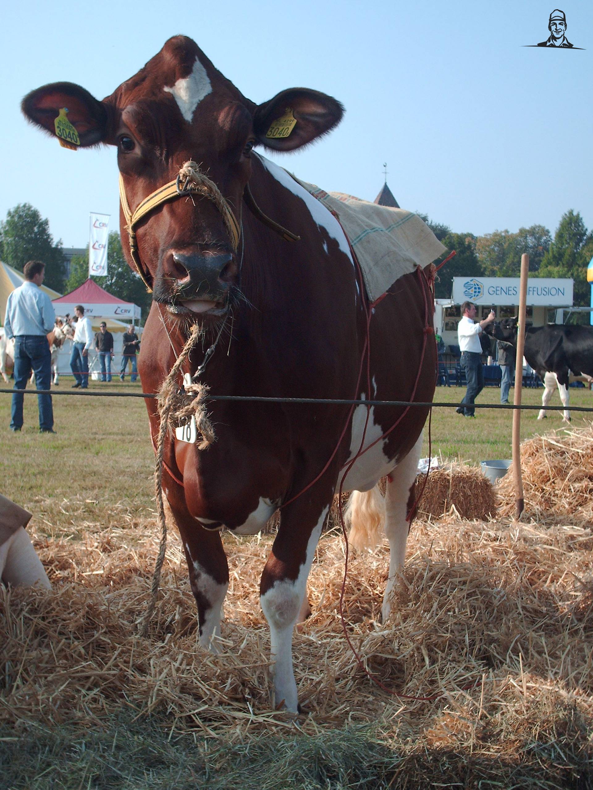 Gonda 55. V Laurel. van Femmy