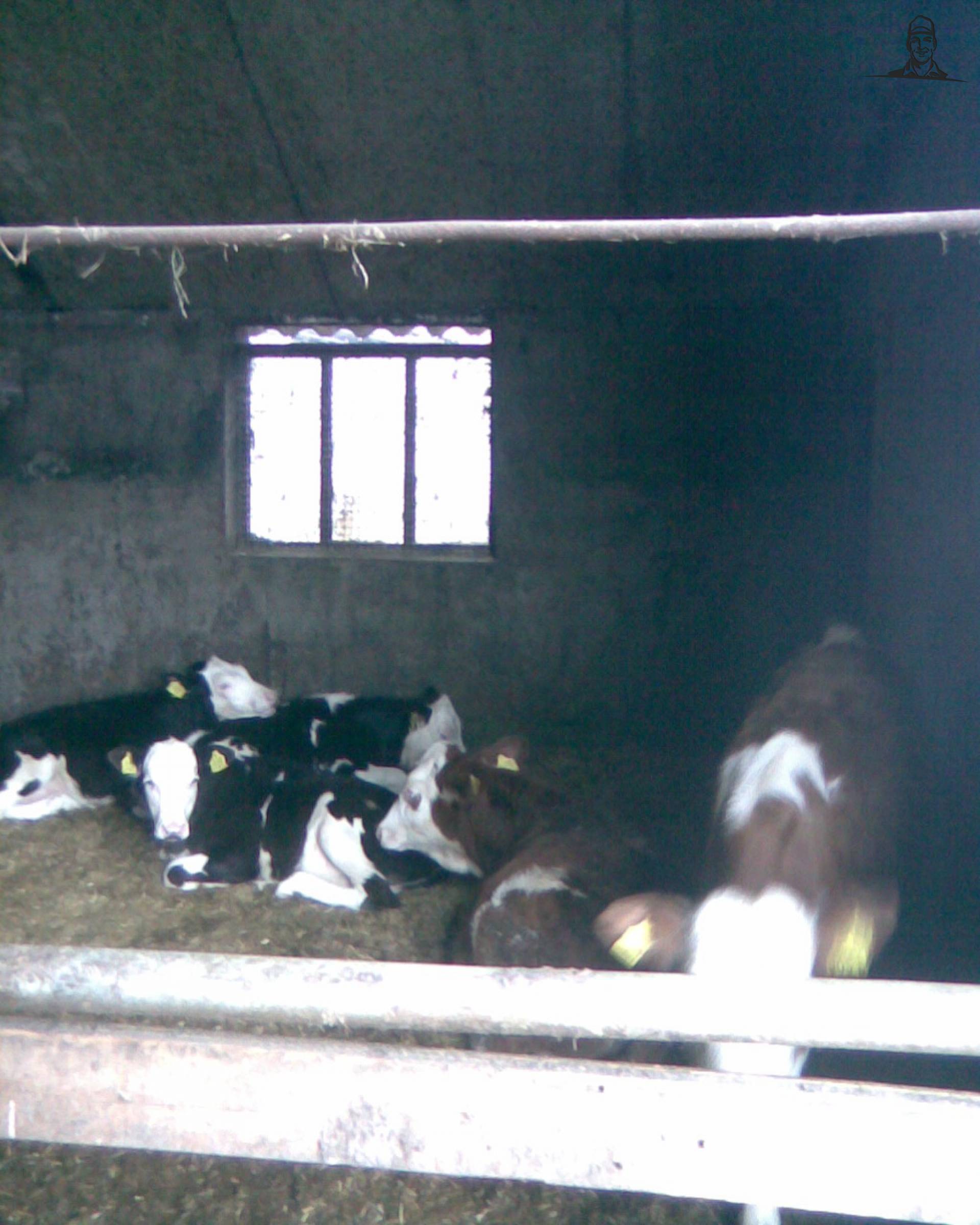 mijn fleckvie's van janhenk