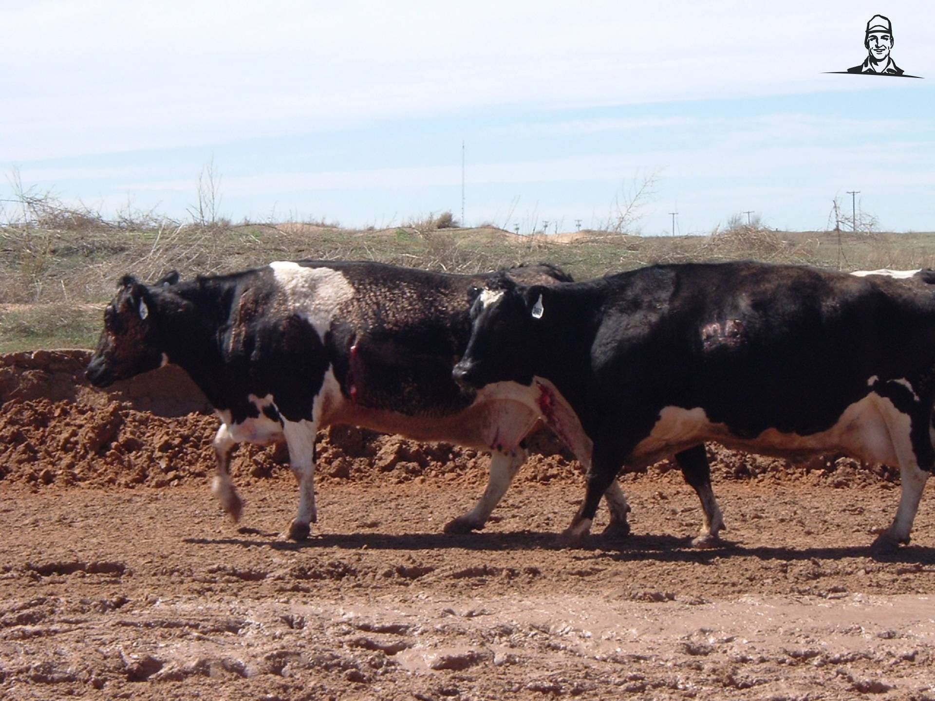 gewonde koe, van DeertjePower