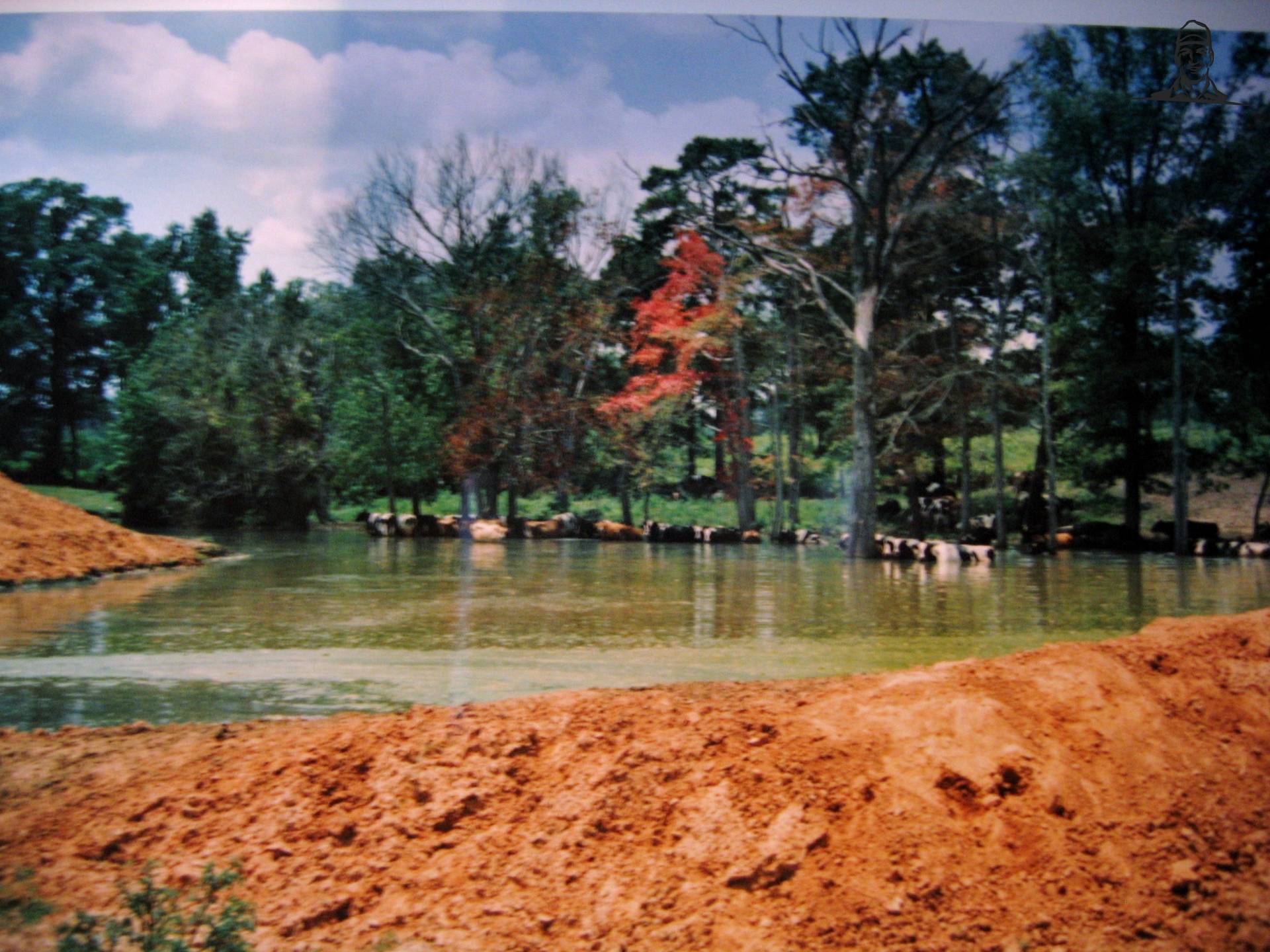 Een meer voor de koeien van DeertjePower