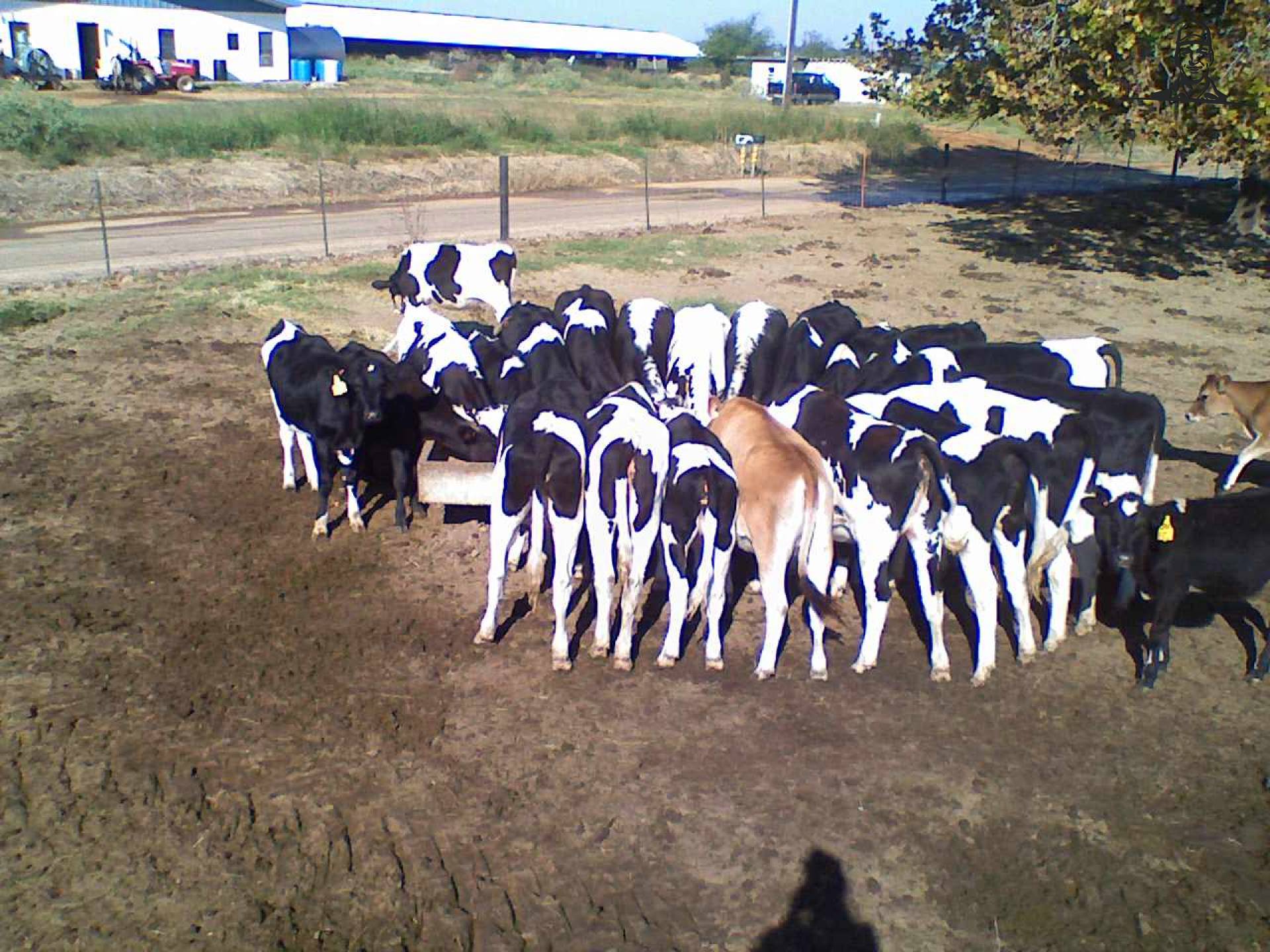 Kalven voeren van DeertjePower