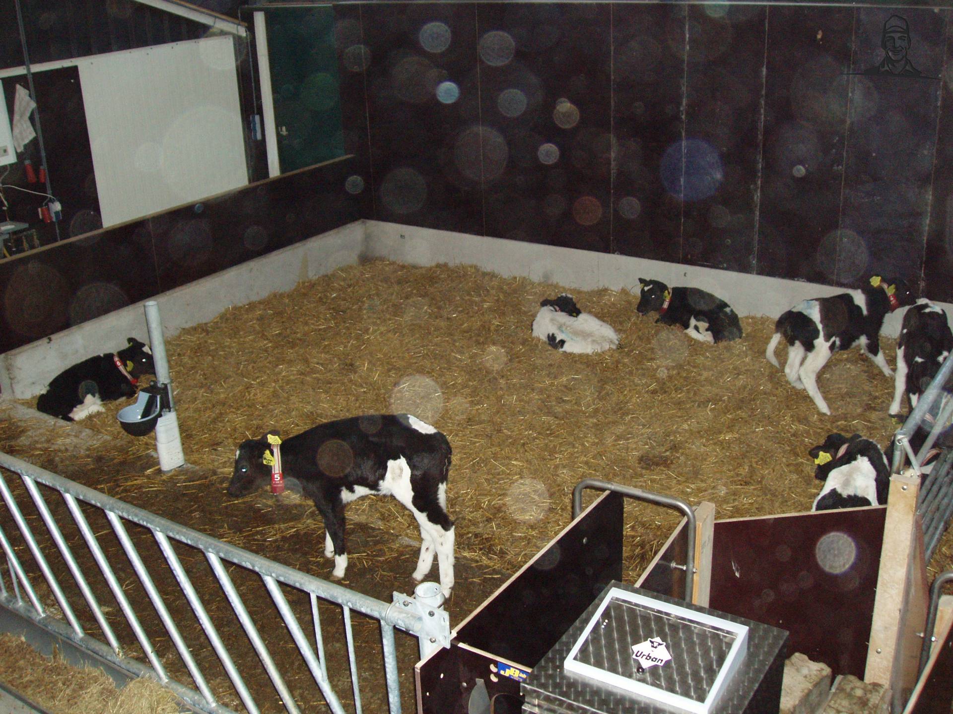 kalverhok van NoudBrinke