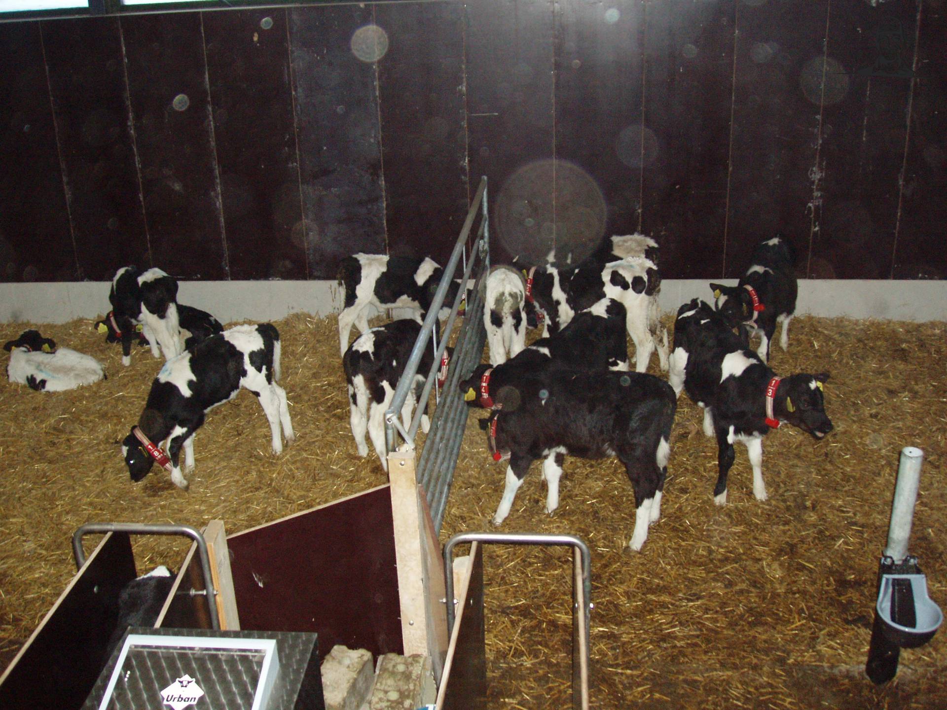 kalverhok van NoudBrinke