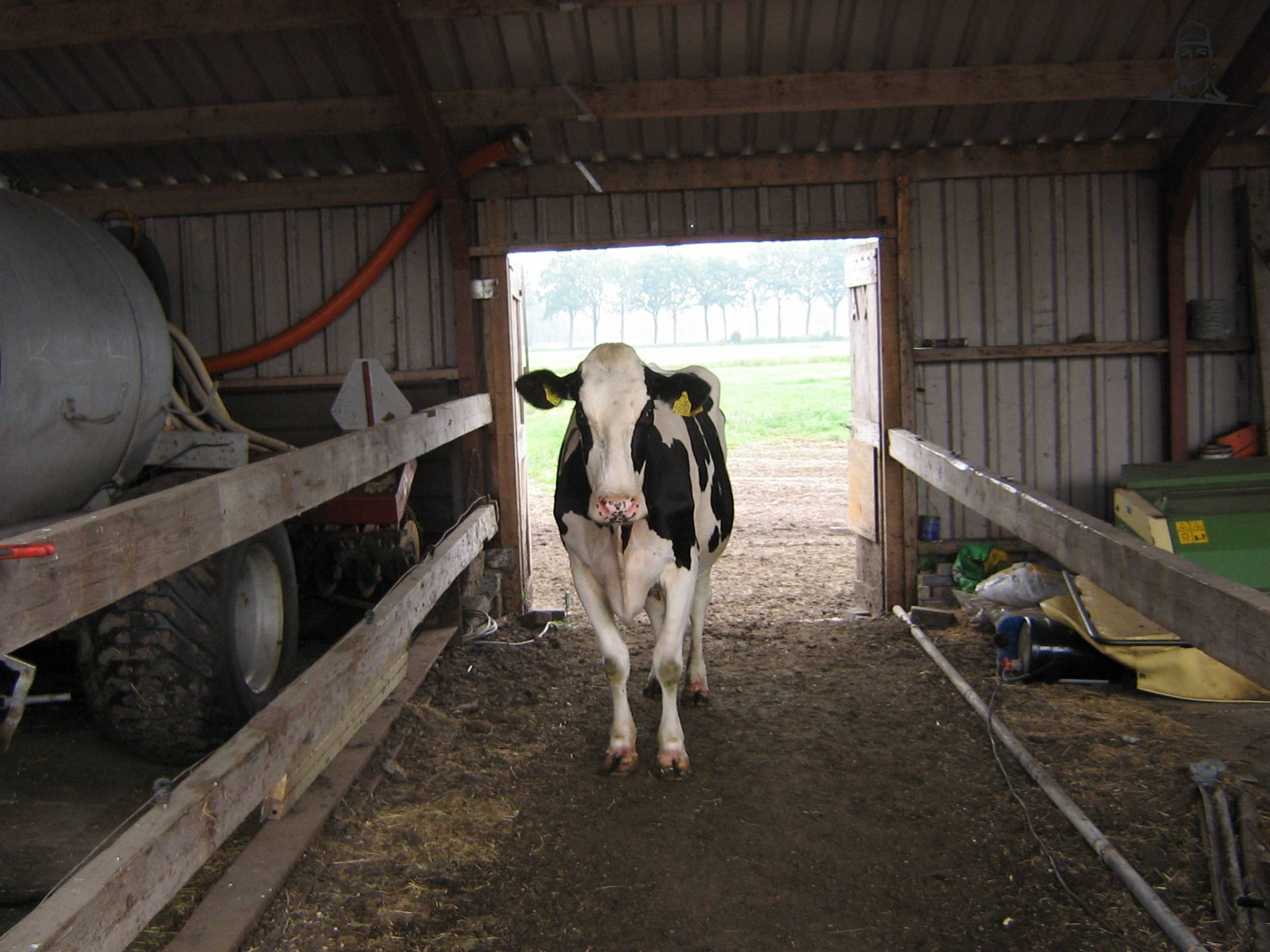 zwartbonte koe van veeboertje