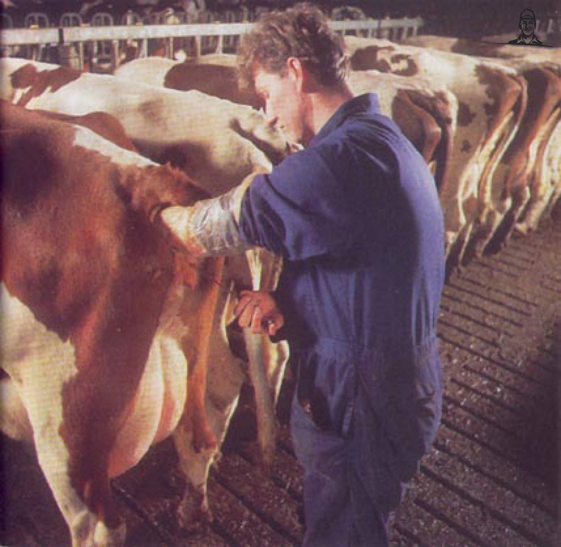 ki van melkveehouder