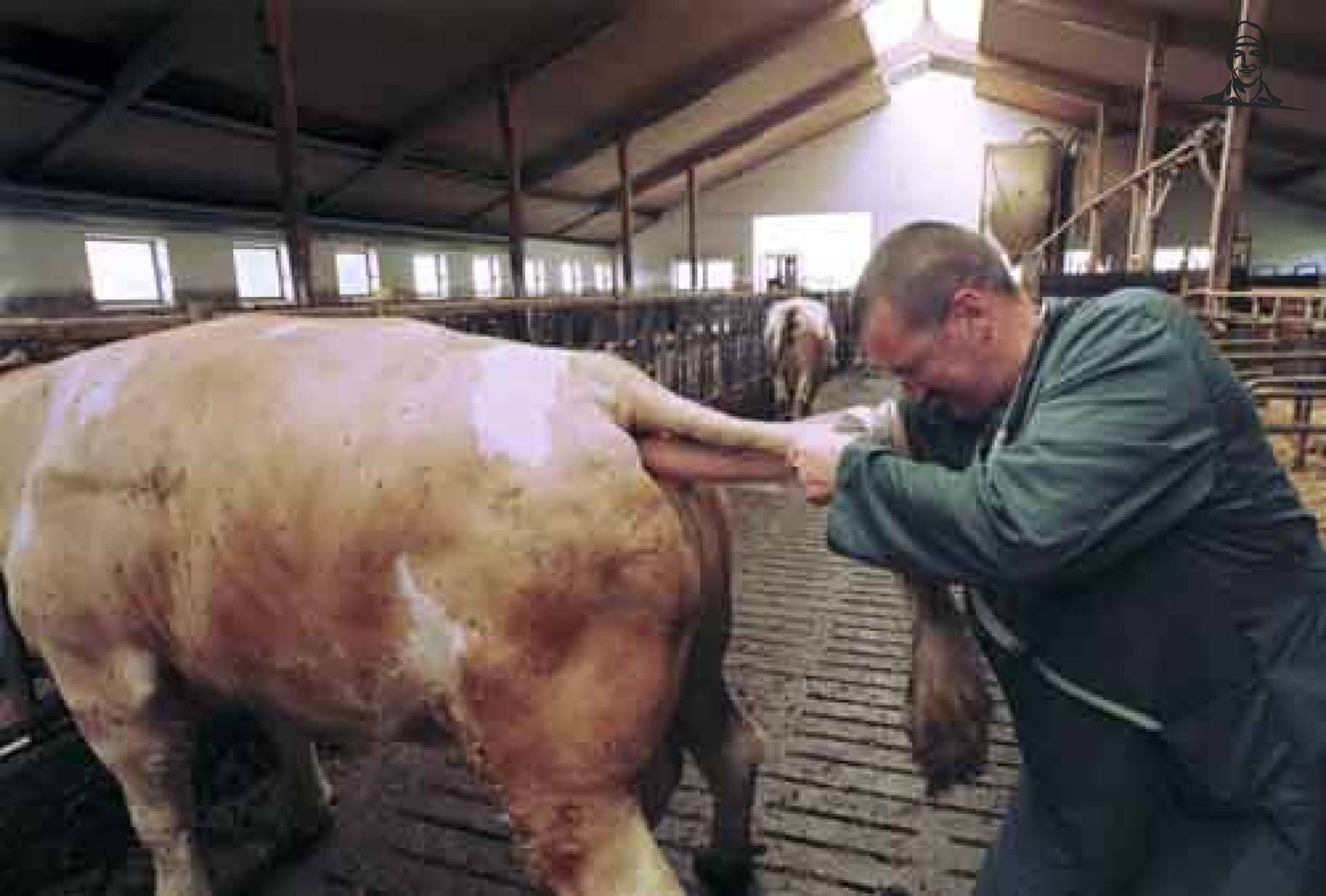 ki van melkveehouder