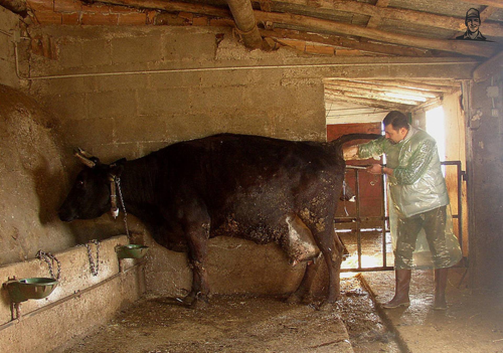 ki van melkveehouder