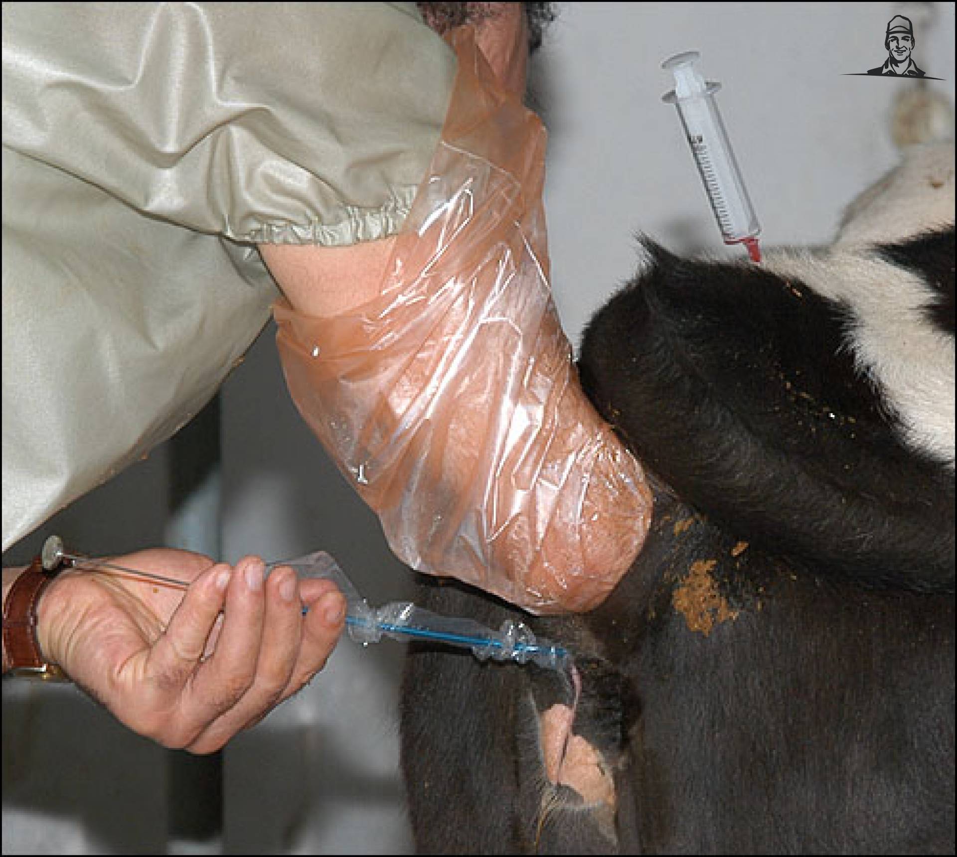 ki van melkveehouder