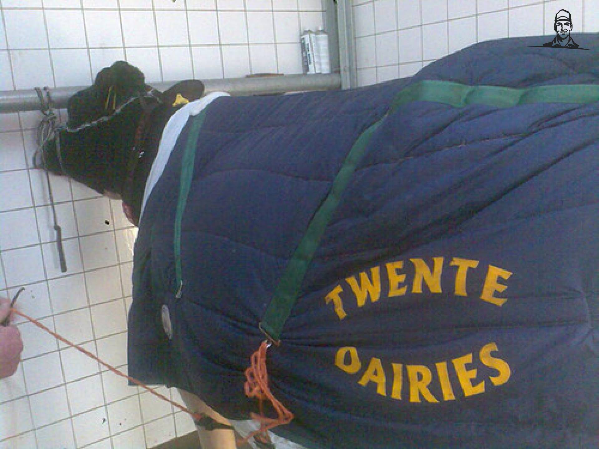 Twente Dairies koeien-dek van Ingrid