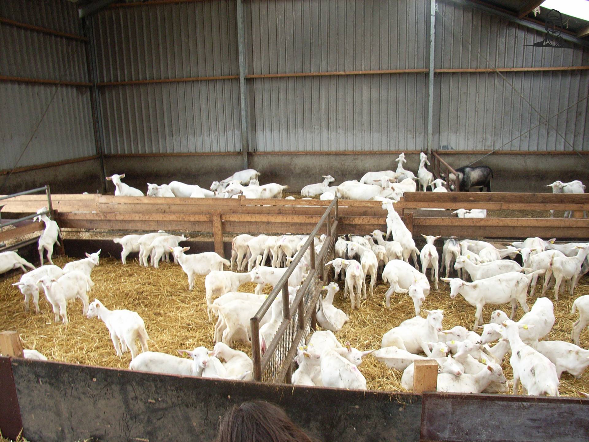 lammeren van MARK VARIO TMS