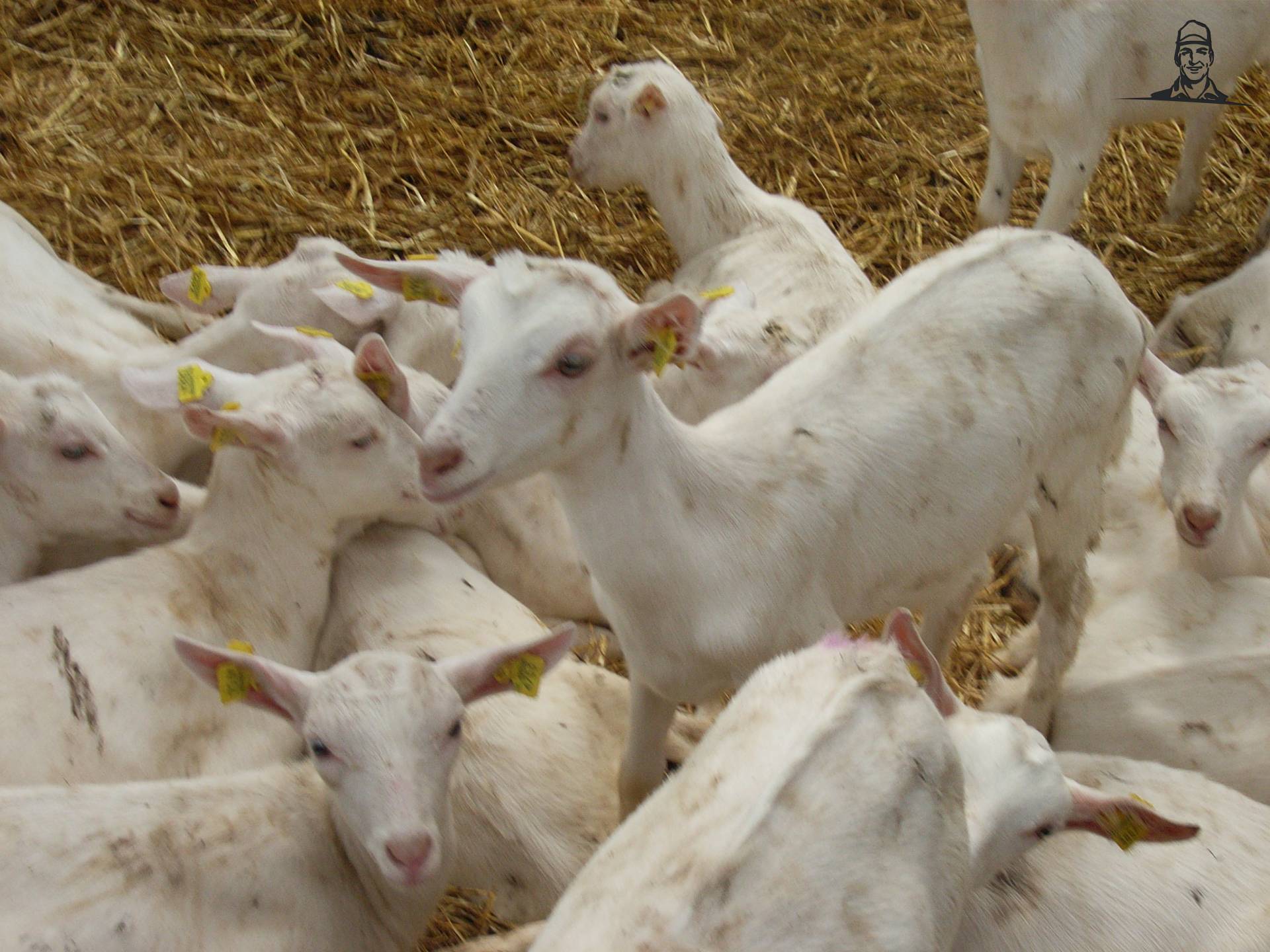 geit van MARK VARIO TMS