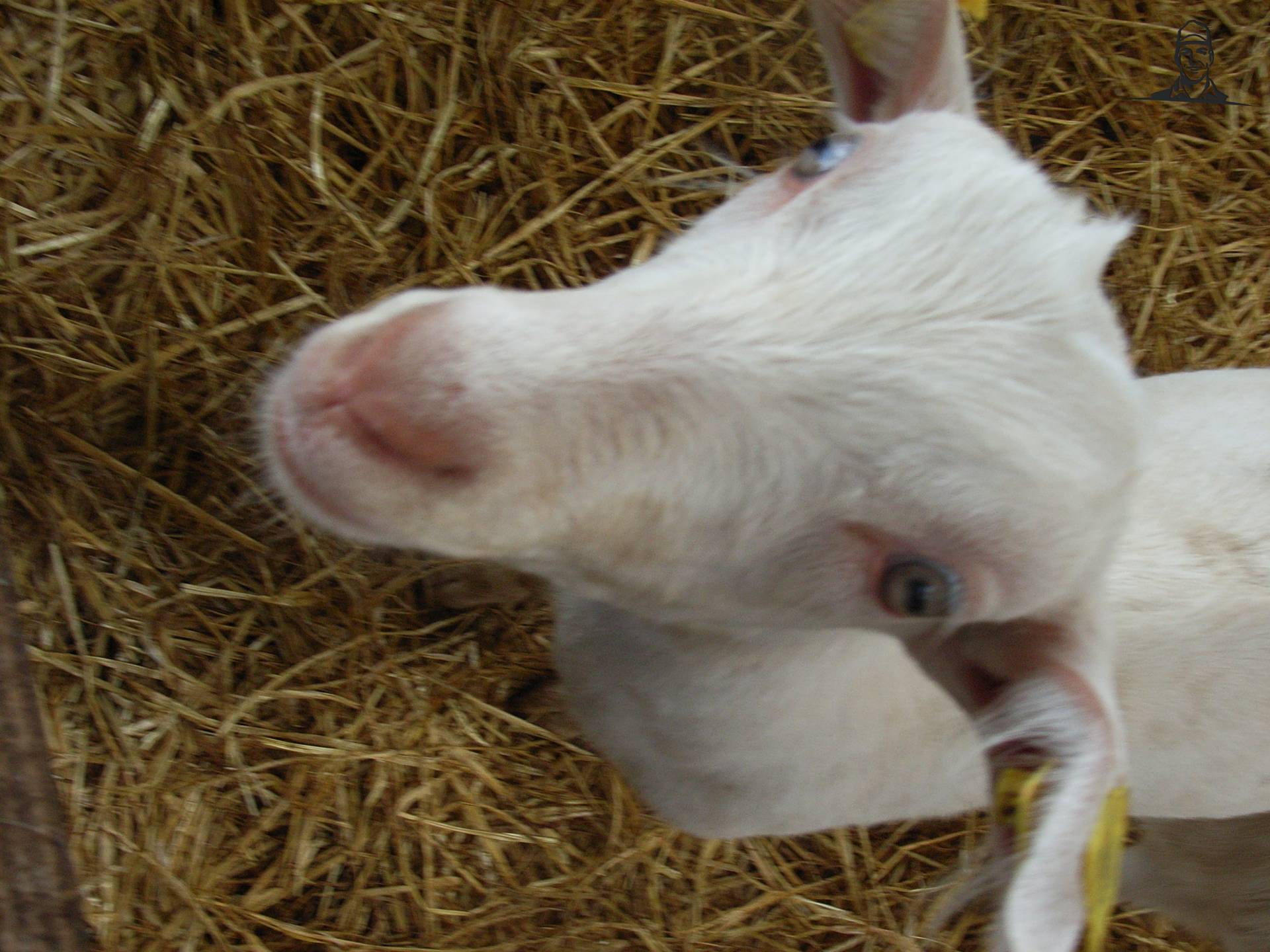 geit van MARK VARIO TMS