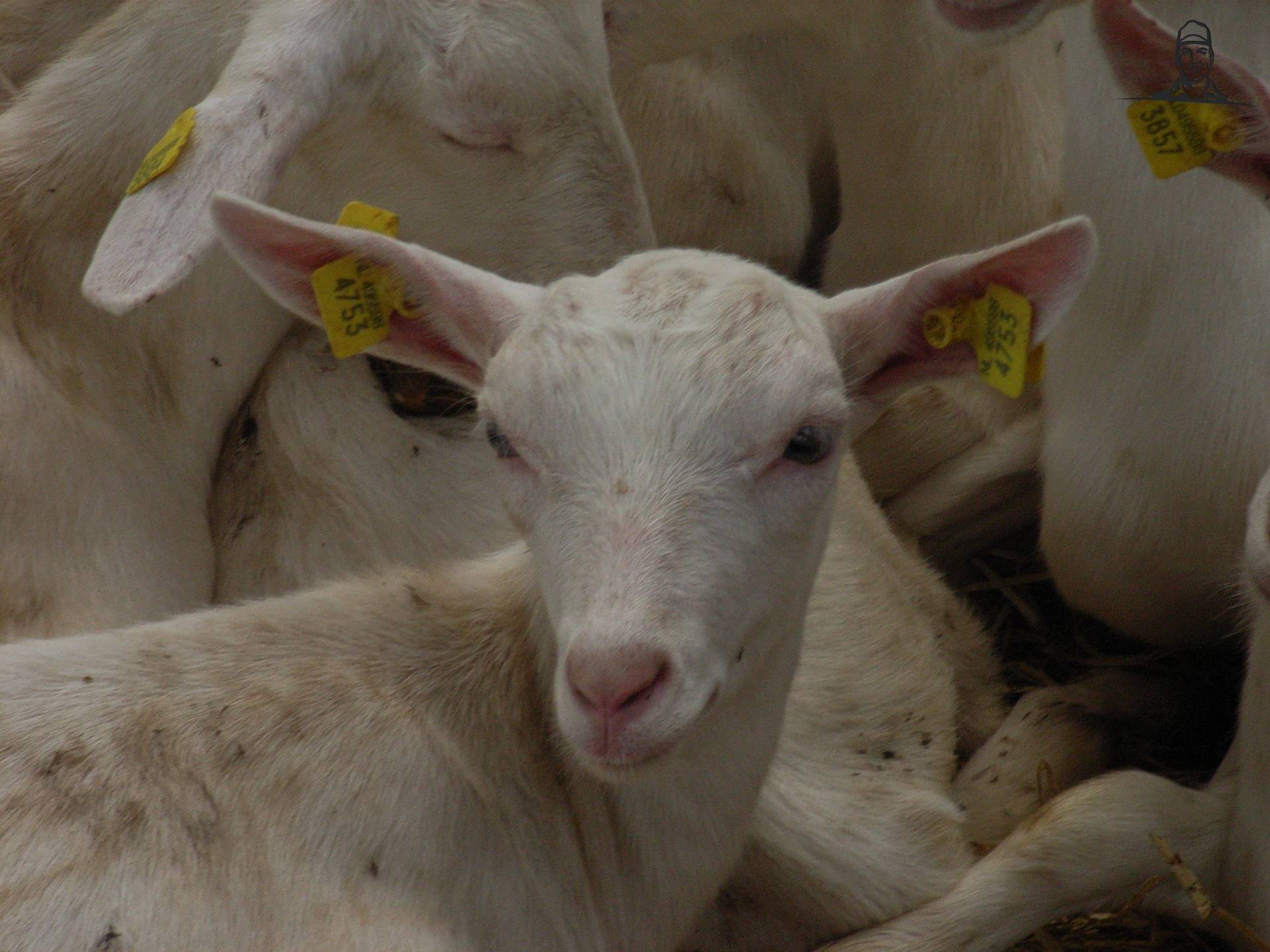 geit van MARK VARIO TMS