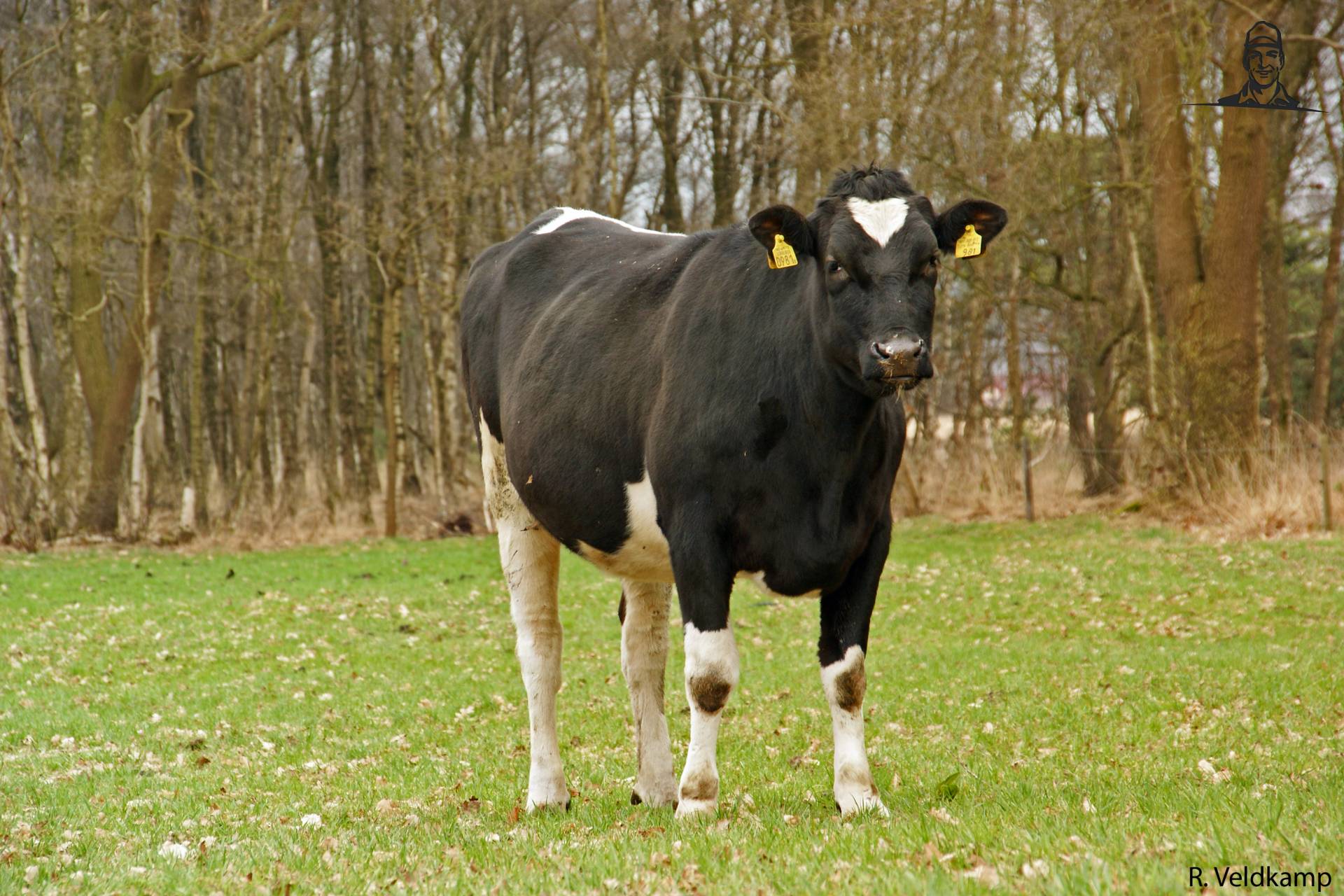 Grandprix uit een Rocker van FENDTfarmer